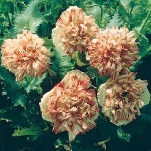 100 Flemish Antique PEONY POPPY MIXED Colors Papaver Peoniflorum Flower Seeds - Image 3