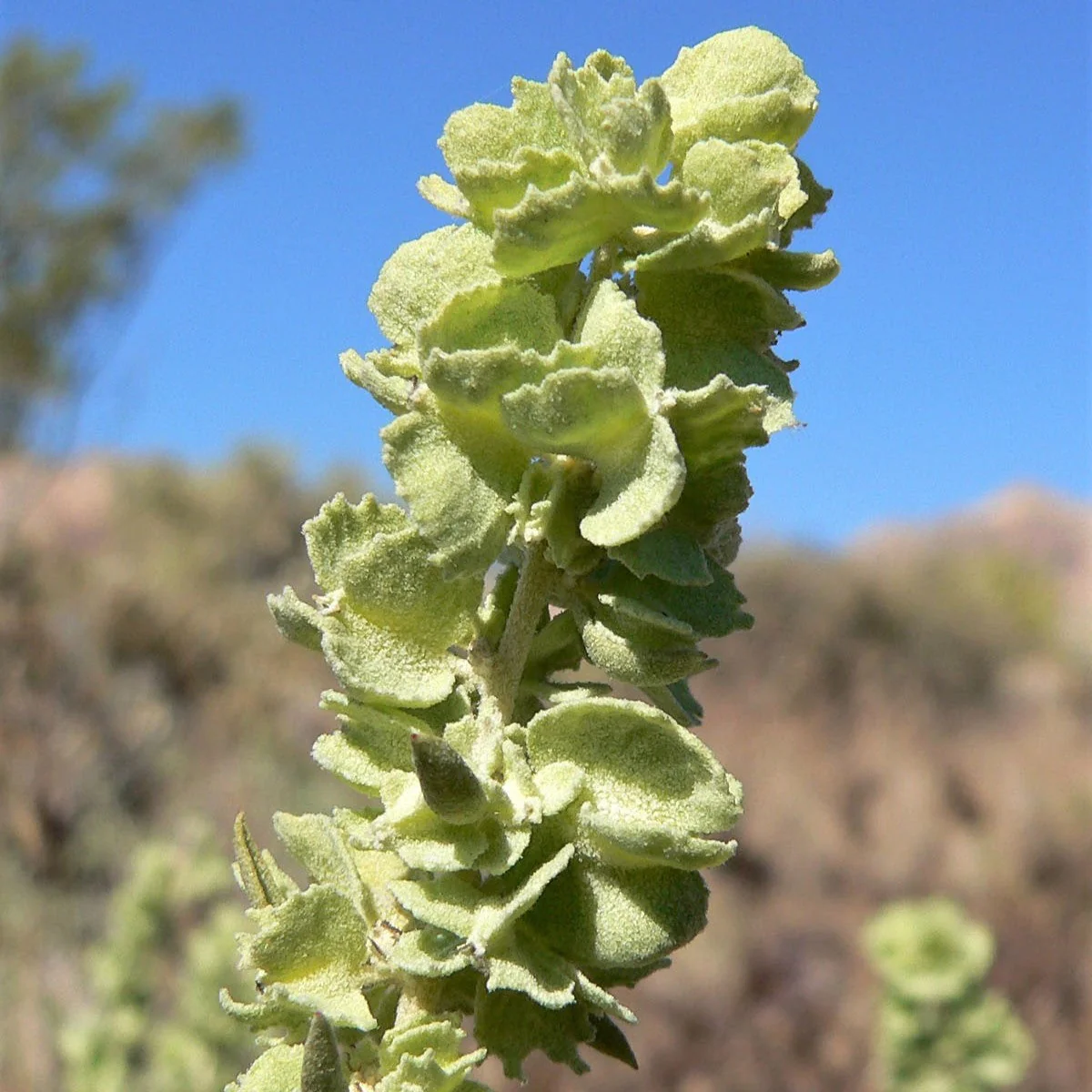 100 FOURWING SALTBRUSH Atriplex Canescens Gray Sage Brush Chamiso Desert Shrub Seeds - Image 9
