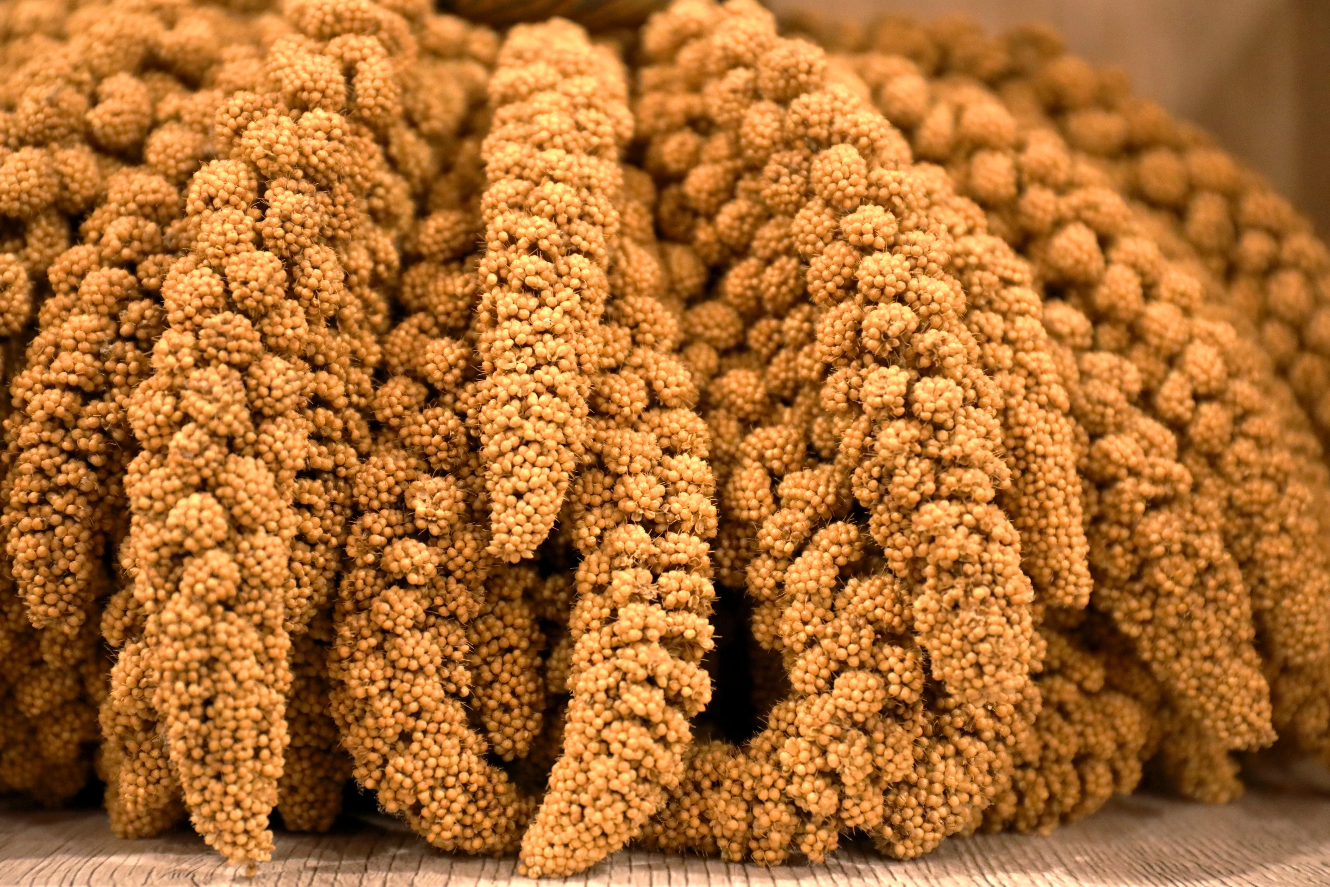 100 FOXTAIL MILLET Setaria Italica Ornamental Grass Flower Seeds - Image 4