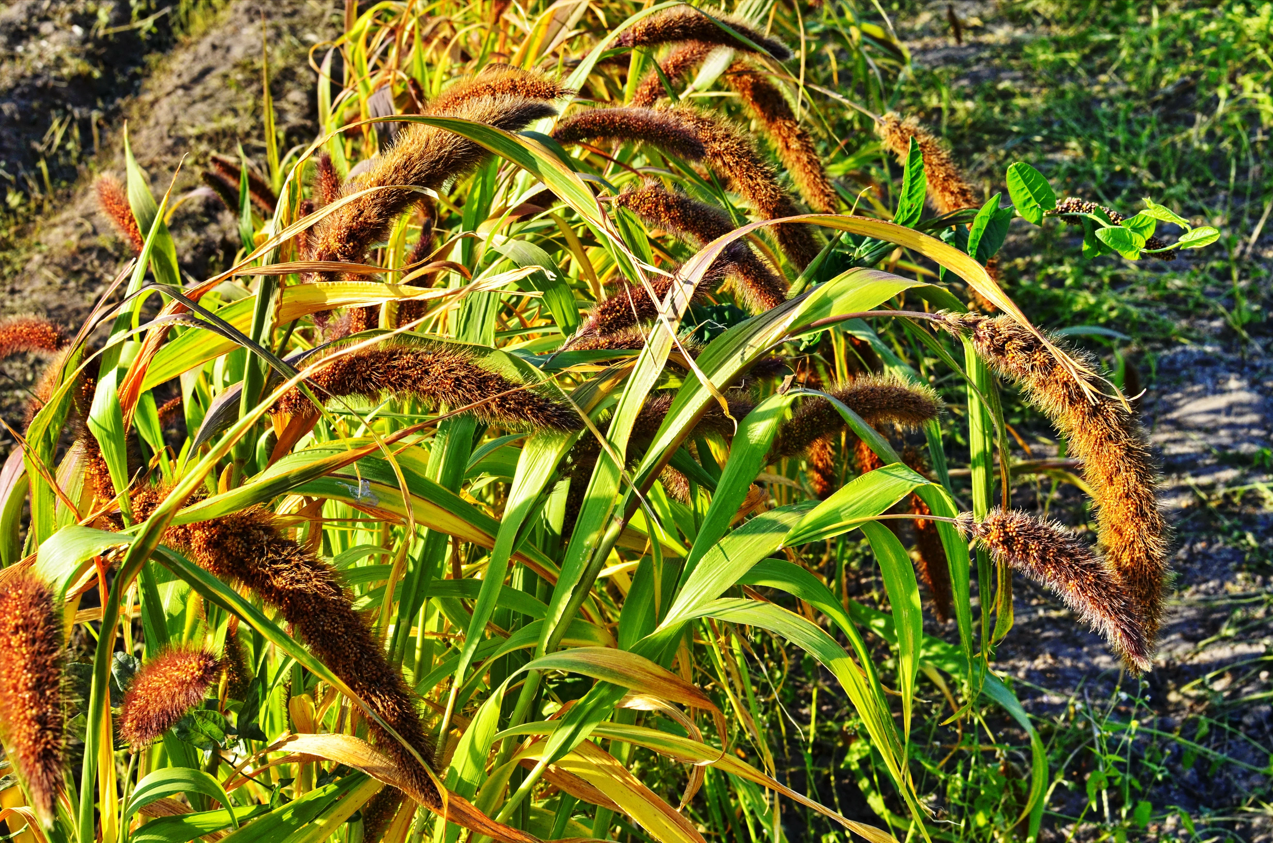 100 FOXTAIL MILLET Setaria Italica Ornamental Grass Flower Seeds - Image 8