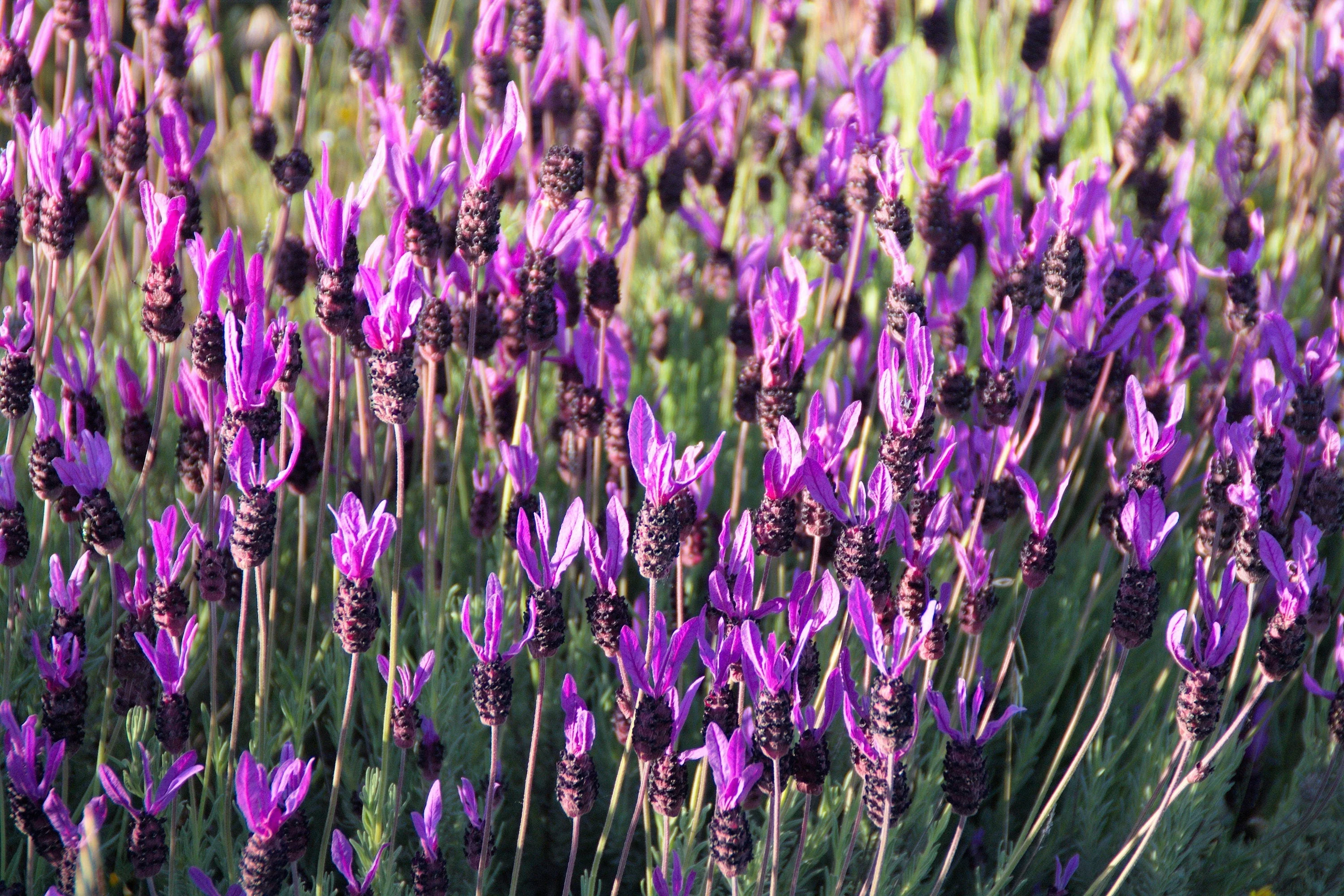 100 FRENCH LAVENDER aka Butterfly Lavender, Spanish, Topped Lavandula Stoechas Fragrant Blue Purple Flower Herb Seeds - Image 2