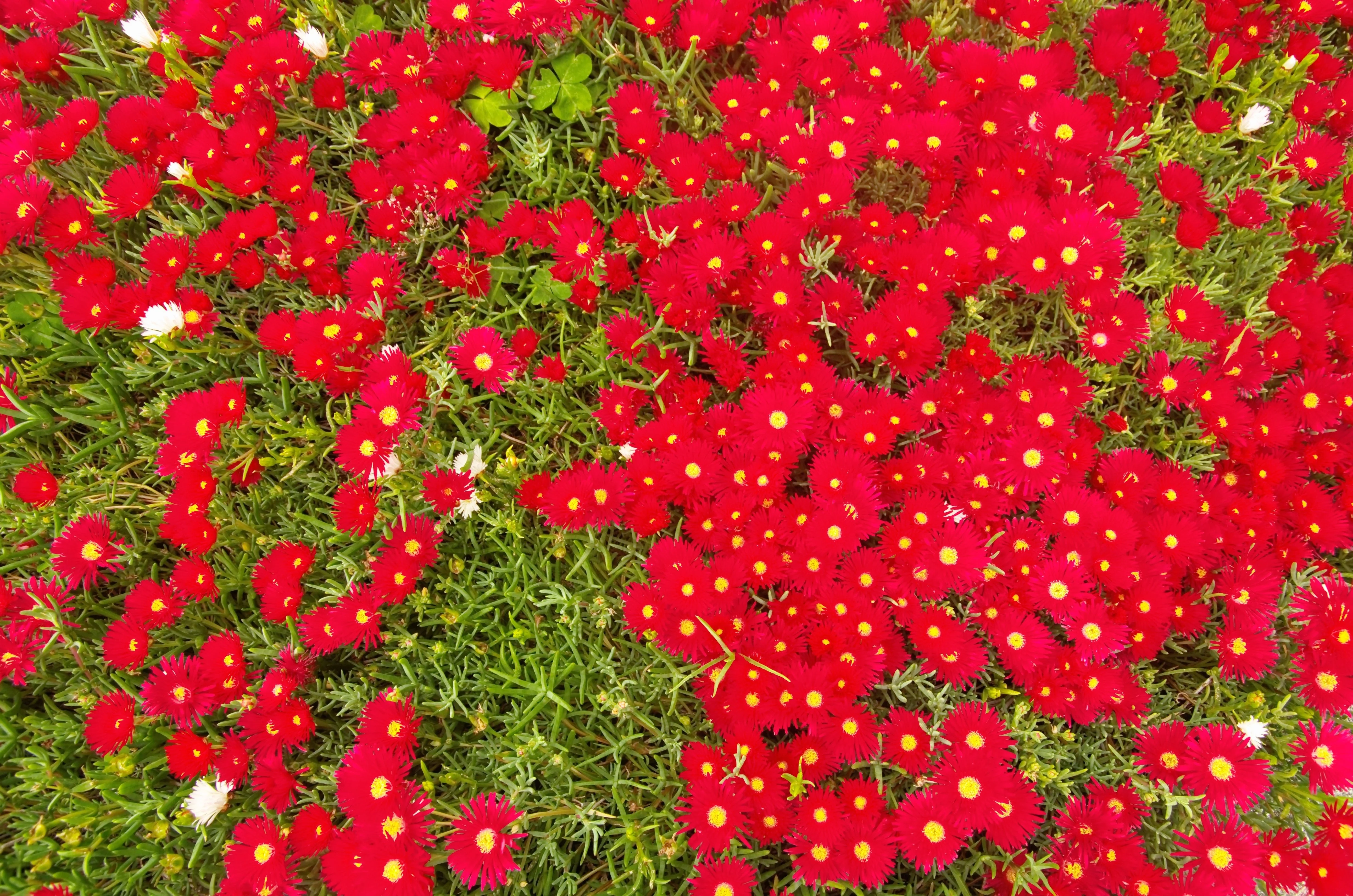 100 Gelato Bright RED ICE PLANT Mesembryanthemum Daisy Livingstone Flower Seeds - Image 8