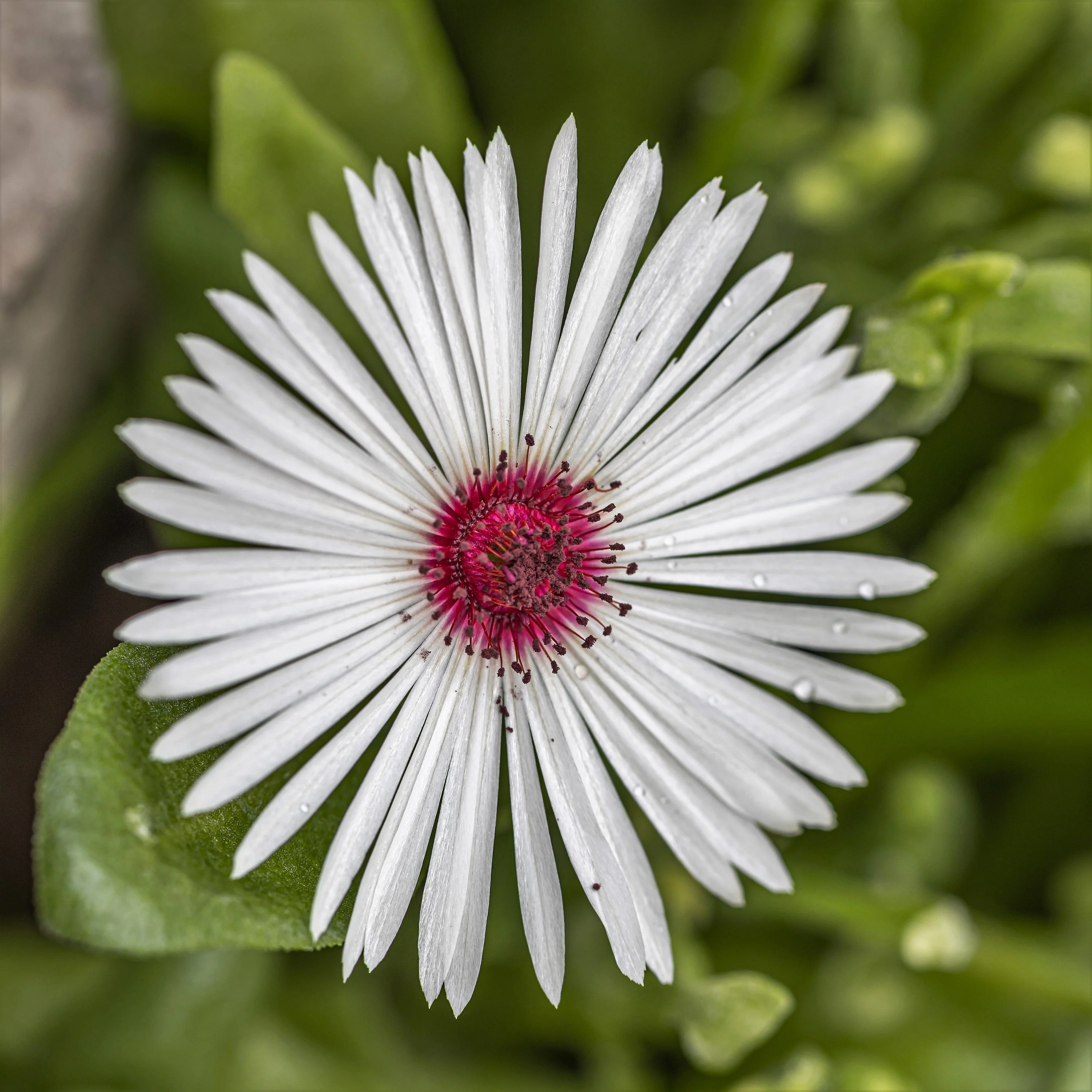 100 Gelato WHITE ICE PLANT Mesembryanthemum Livingstone Daisy Flower Seeds - Image 4