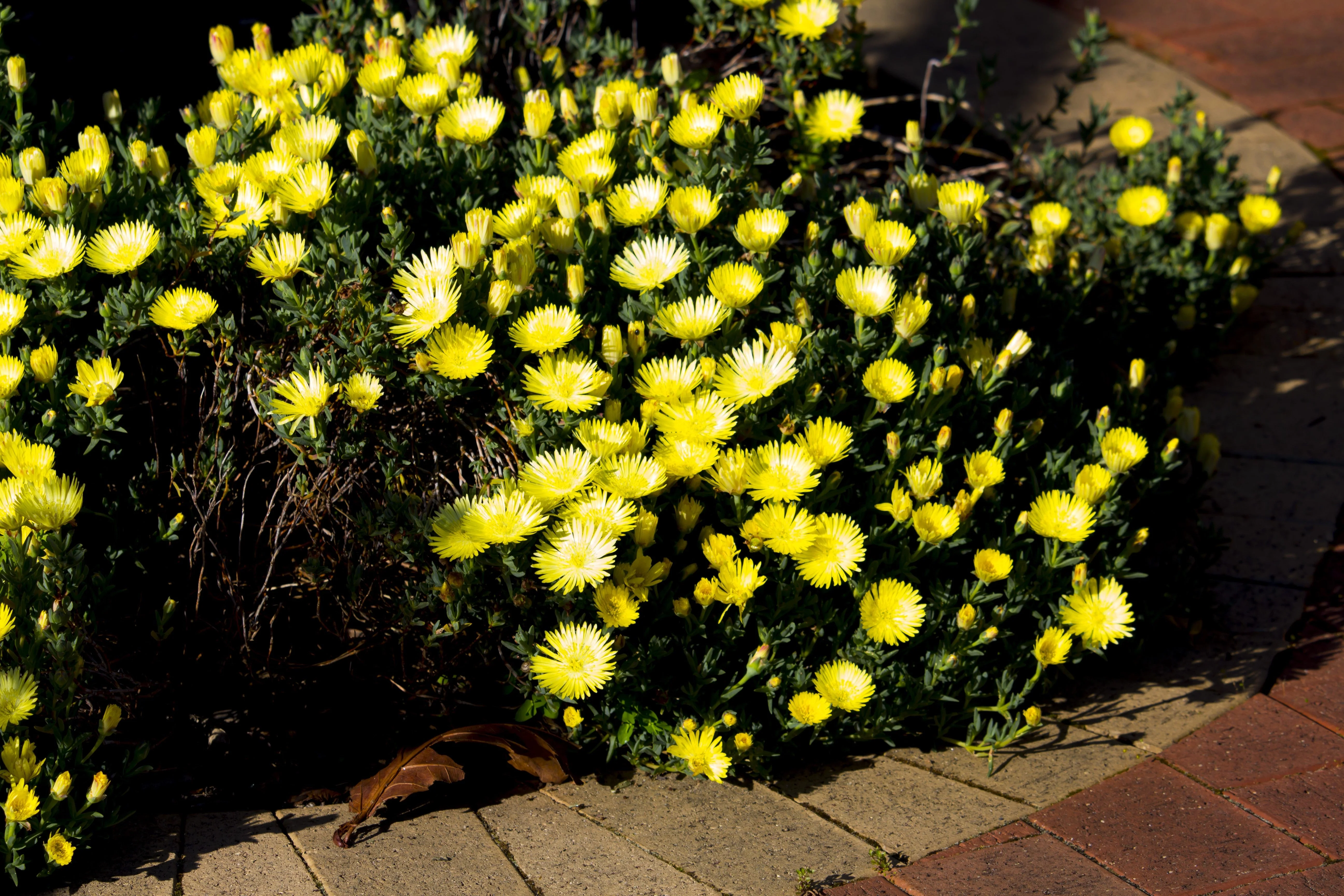 100 Gelato YELLOW ICE PLANT Mesembryanthemum Daisy Livingstone Succulent Flower Seeds - Image 5