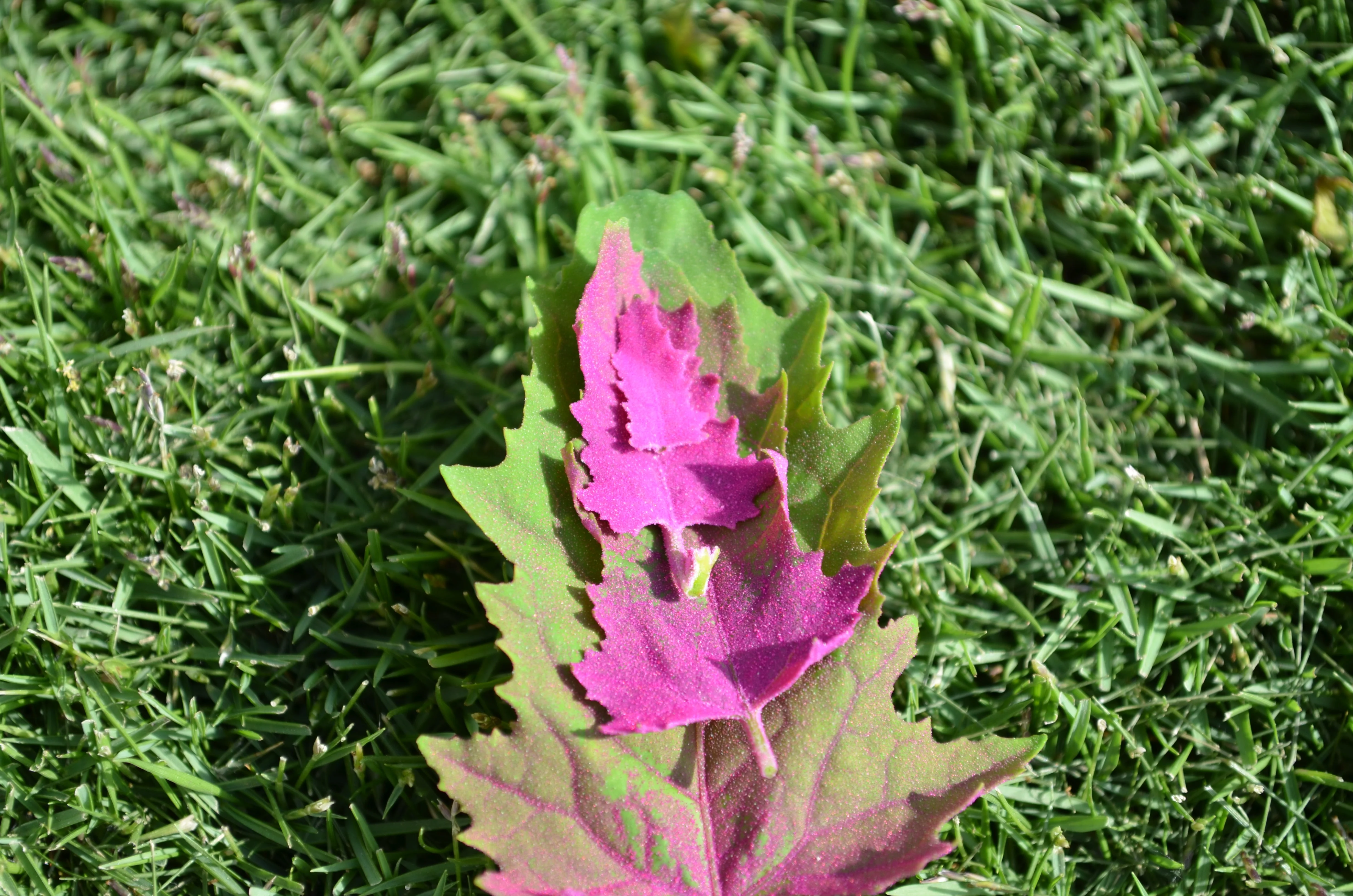 100 GIANT GOOSEFOOT Chenopodium Giganteum Purple Magenta Spreen Vegetable Seeds - Image 6