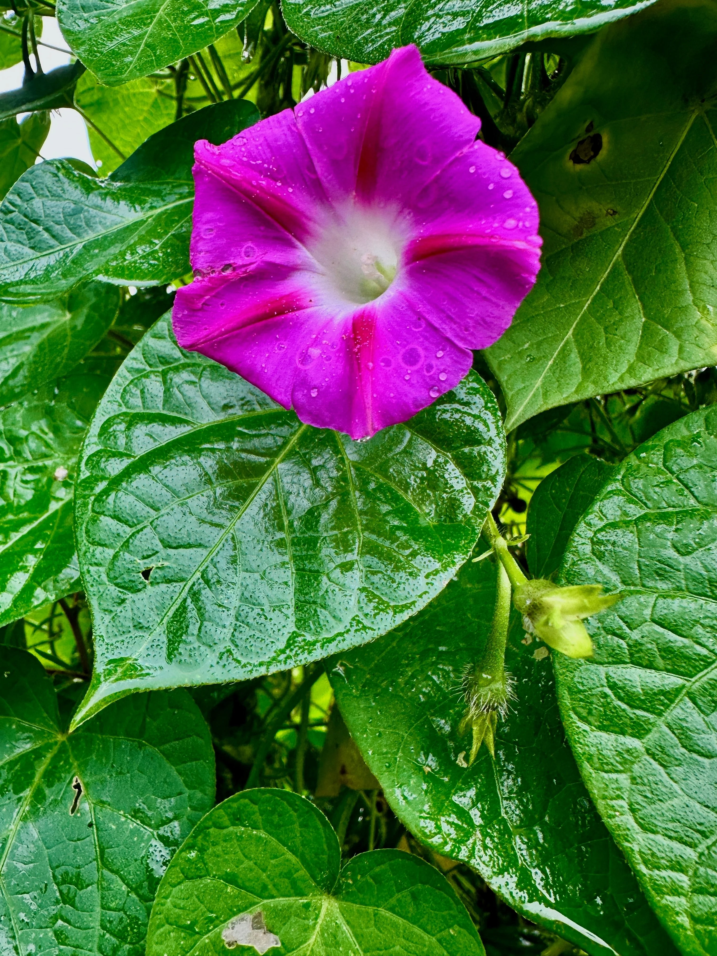 100 GRANDPA OTT MORNING GLORY Ipomoea Purpurea Flower Vine Seeds - Image 2