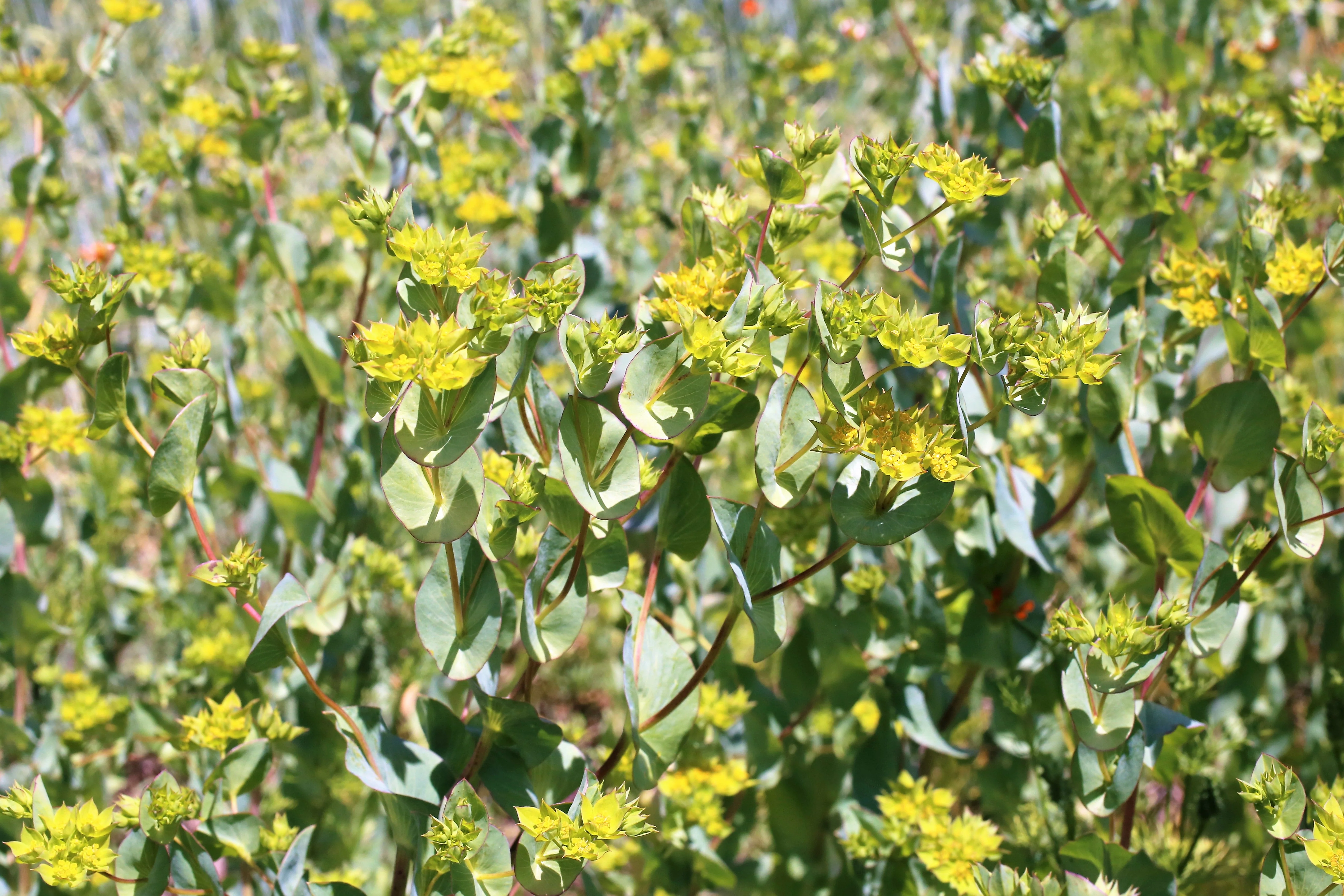 100 GREEN GOLD BUPLEURUM Griffithii Rotundifolium Hares Ear Thoroughwax Flower Seeds - Image 3