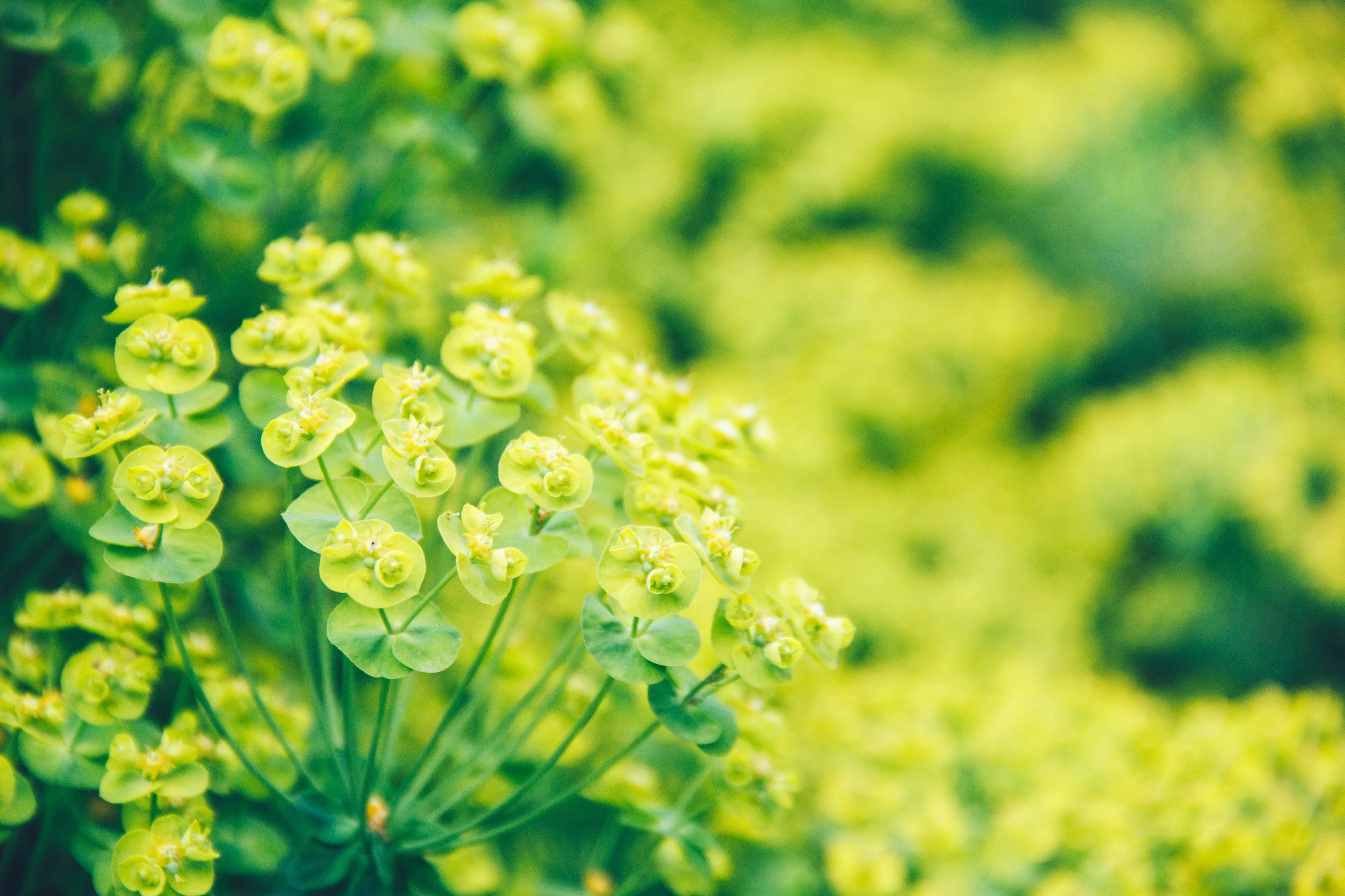 100 GREEN GOLD BUPLEURUM Griffithii Rotundifolium Hares Ear Thoroughwax Flower Seeds - Image 7