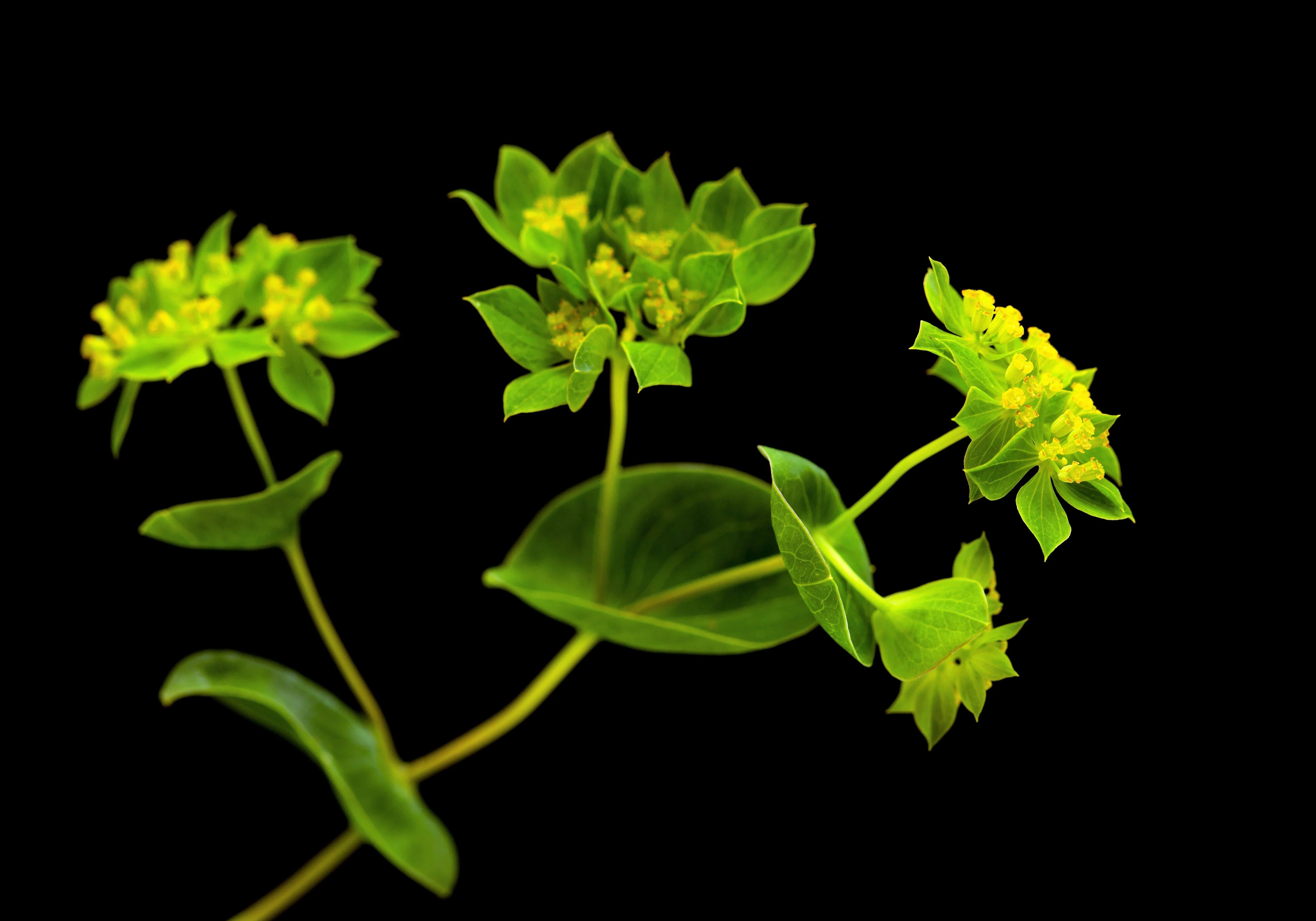 100 GREEN GOLD BUPLEURUM Griffithii Rotundifolium Hares Ear Thoroughwax Flower Seeds - Image 9