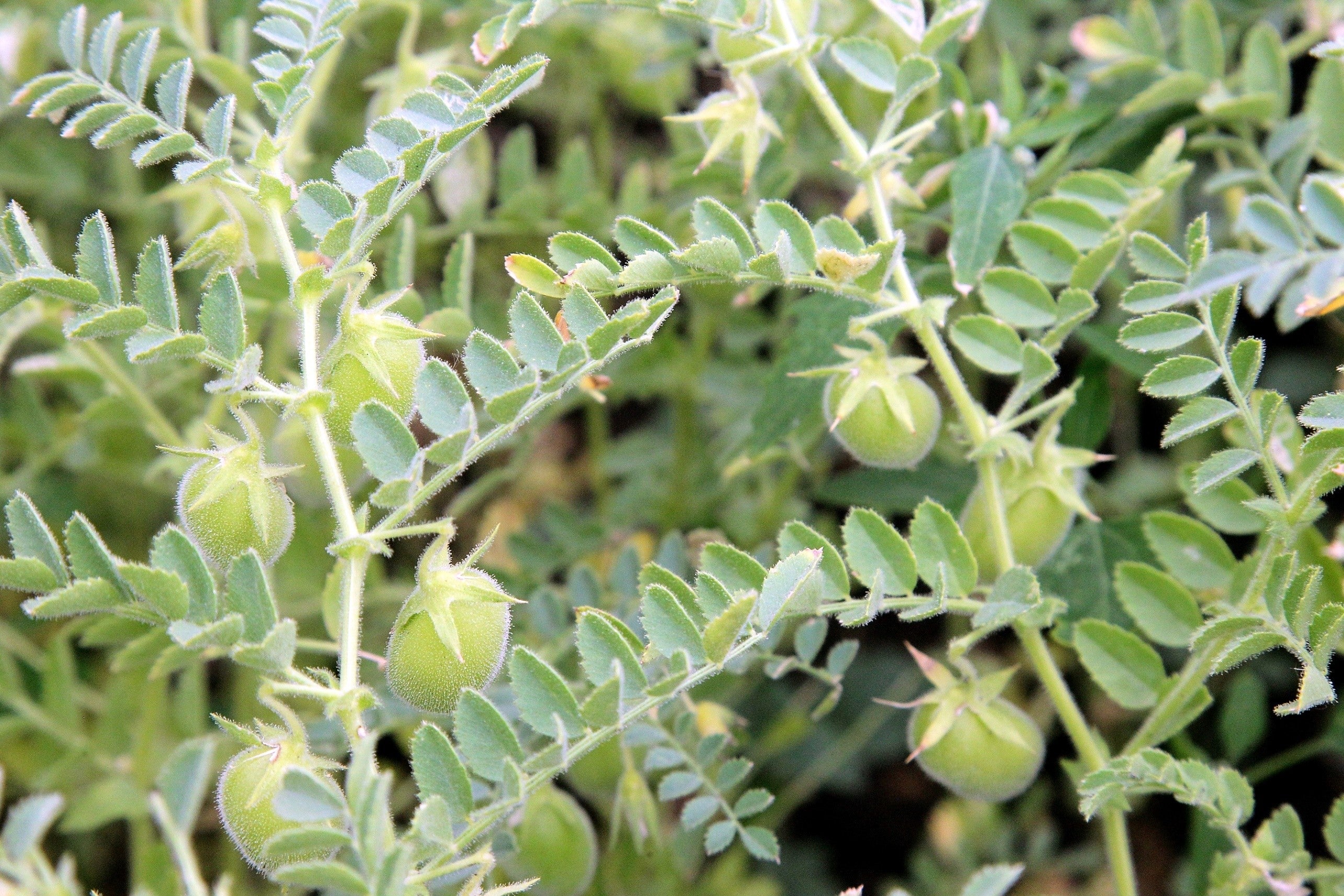 100 GREEN LENTIL Lentils Lens Culinaris Vegetable Seeds - Image 2