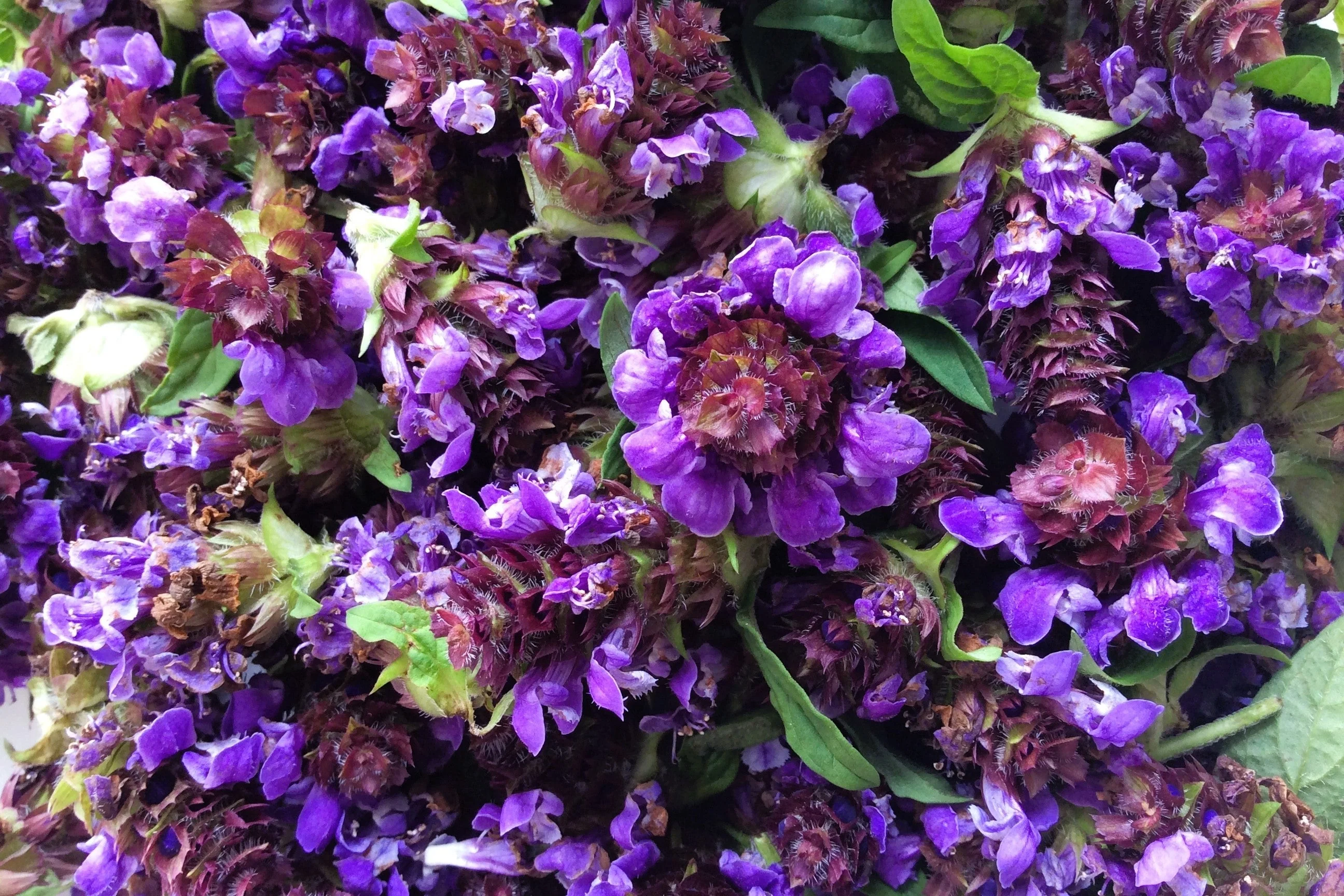 100 HEAL ALL Self Heal Prunella Vulgaris Purple Herb Flower Seeds - Image 2