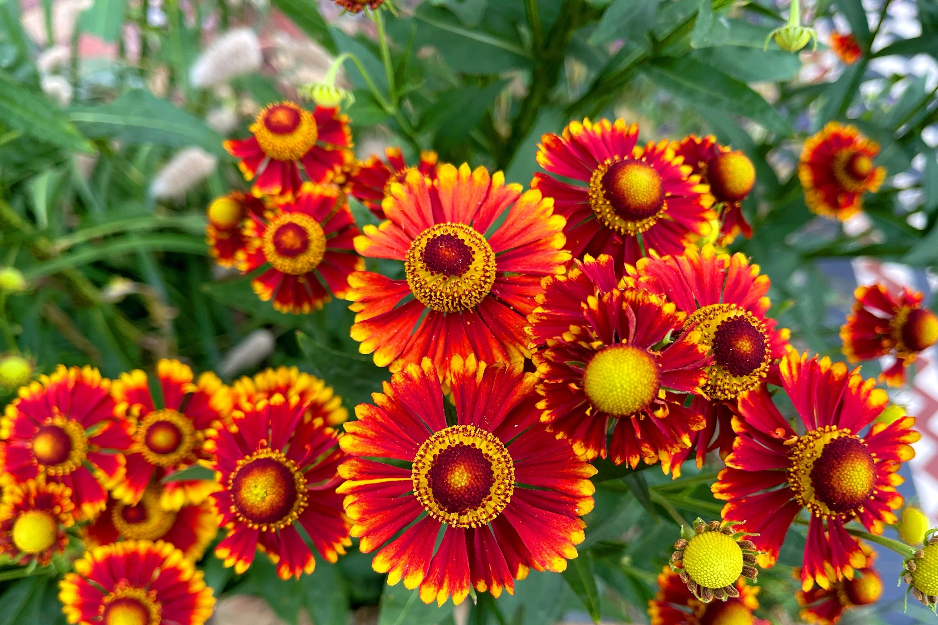 100 HELENIUM ' AUTUMN LEAVES ' Mix Helenium Autumnale Sneezeweed Mixed Colors Flower Seeds - Image 11