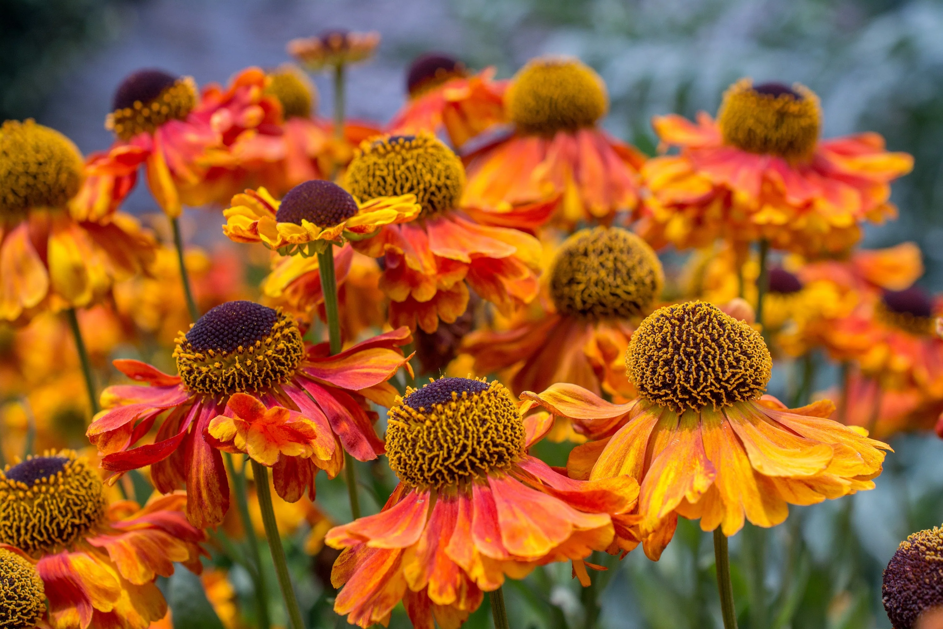 100 HELENIUM ' AUTUMN LEAVES ' Mix Helenium Autumnale Sneezeweed Mixed Colors Flower Seeds - Image 18