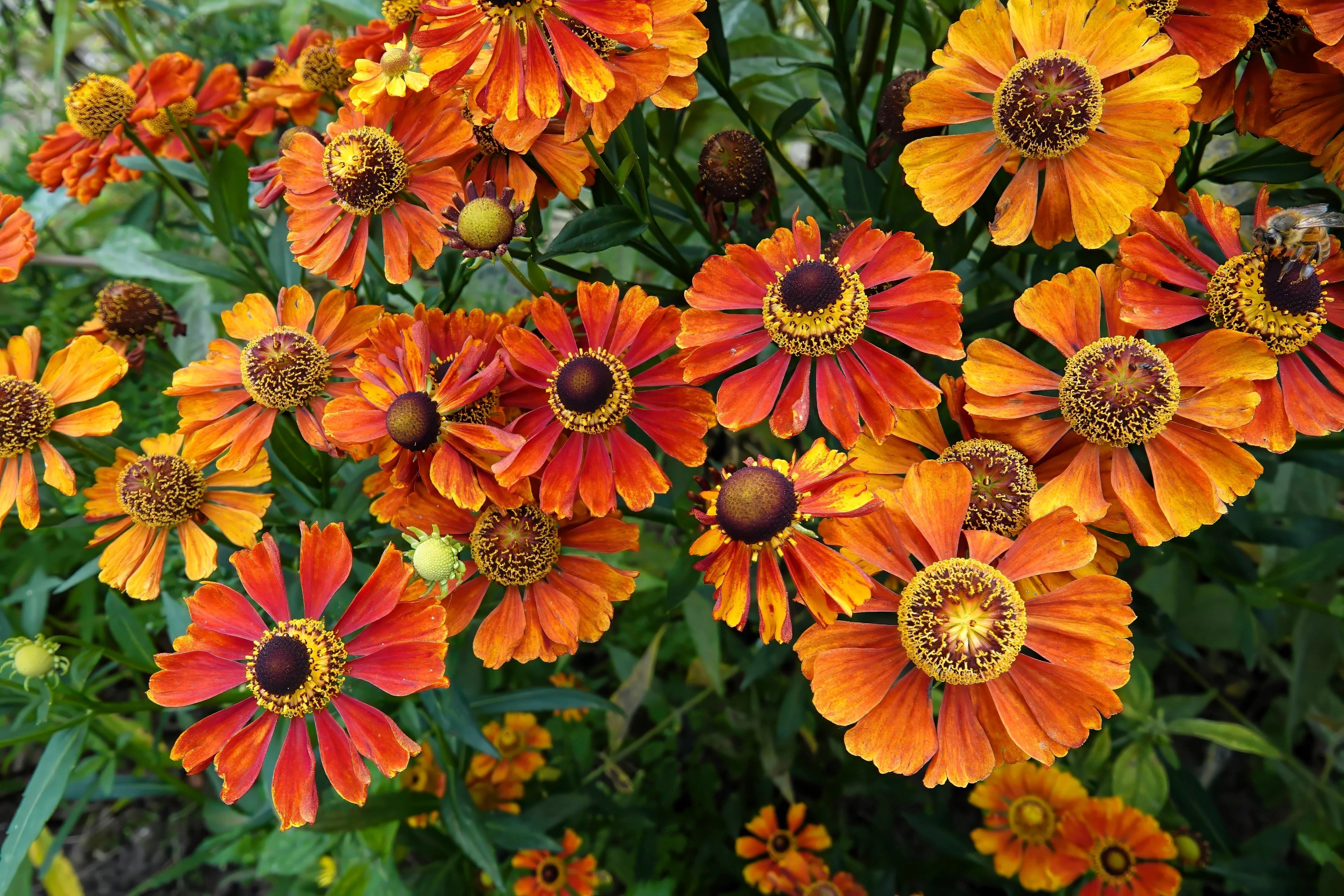 100 HELENIUM ' AUTUMN LEAVES ' Mix Helenium Autumnale Sneezeweed Mixed Colors Flower Seeds - Image 3