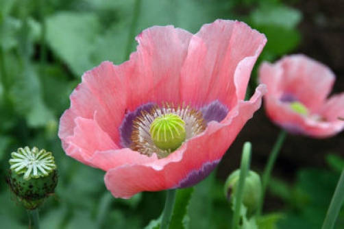 100 HENS and CHICKS Poppy Hens & Chickens Breadseed Lettuce Leaf Papaver Somniferum Flower Seeds - Image 5