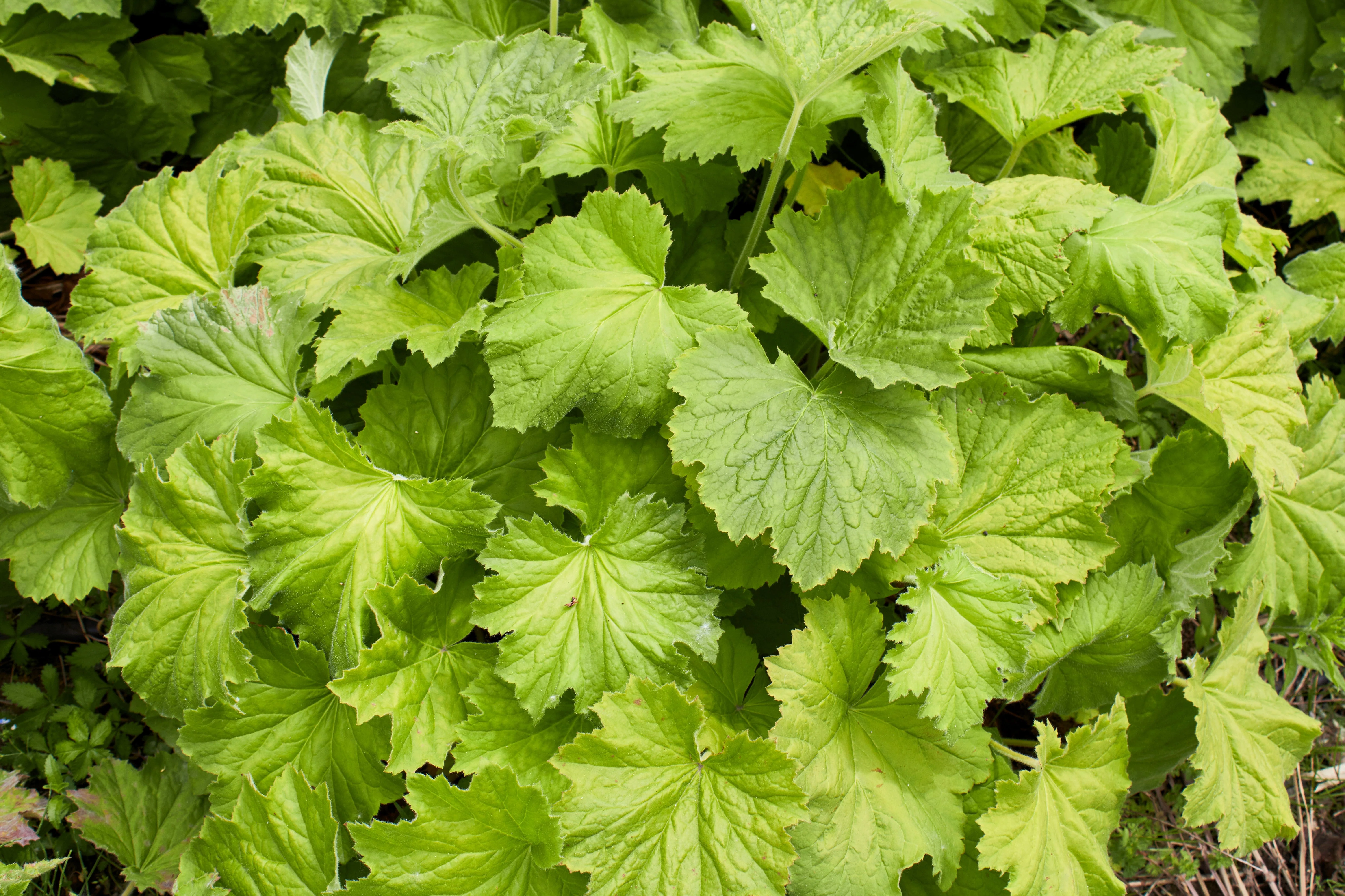100 HEUCHERA FIREFLY Coral Bells Heuchera Sanguinea Red Flower Shade Seeds - Image 3