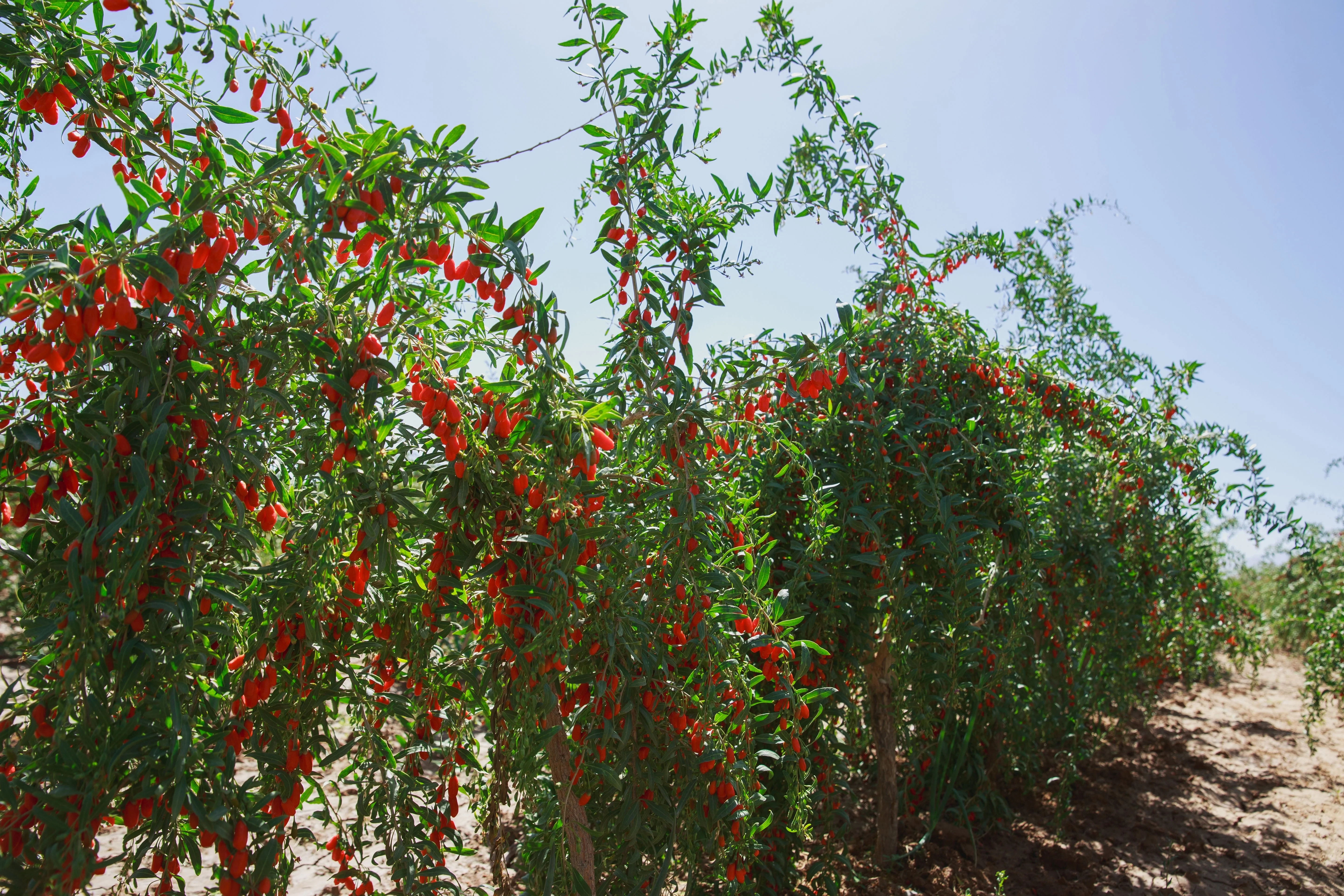 100 HIMALAYAN Tibetan GOJI BERRY Fruit Wolfberry Bush Lycium Barbarum Seeds - Image 6