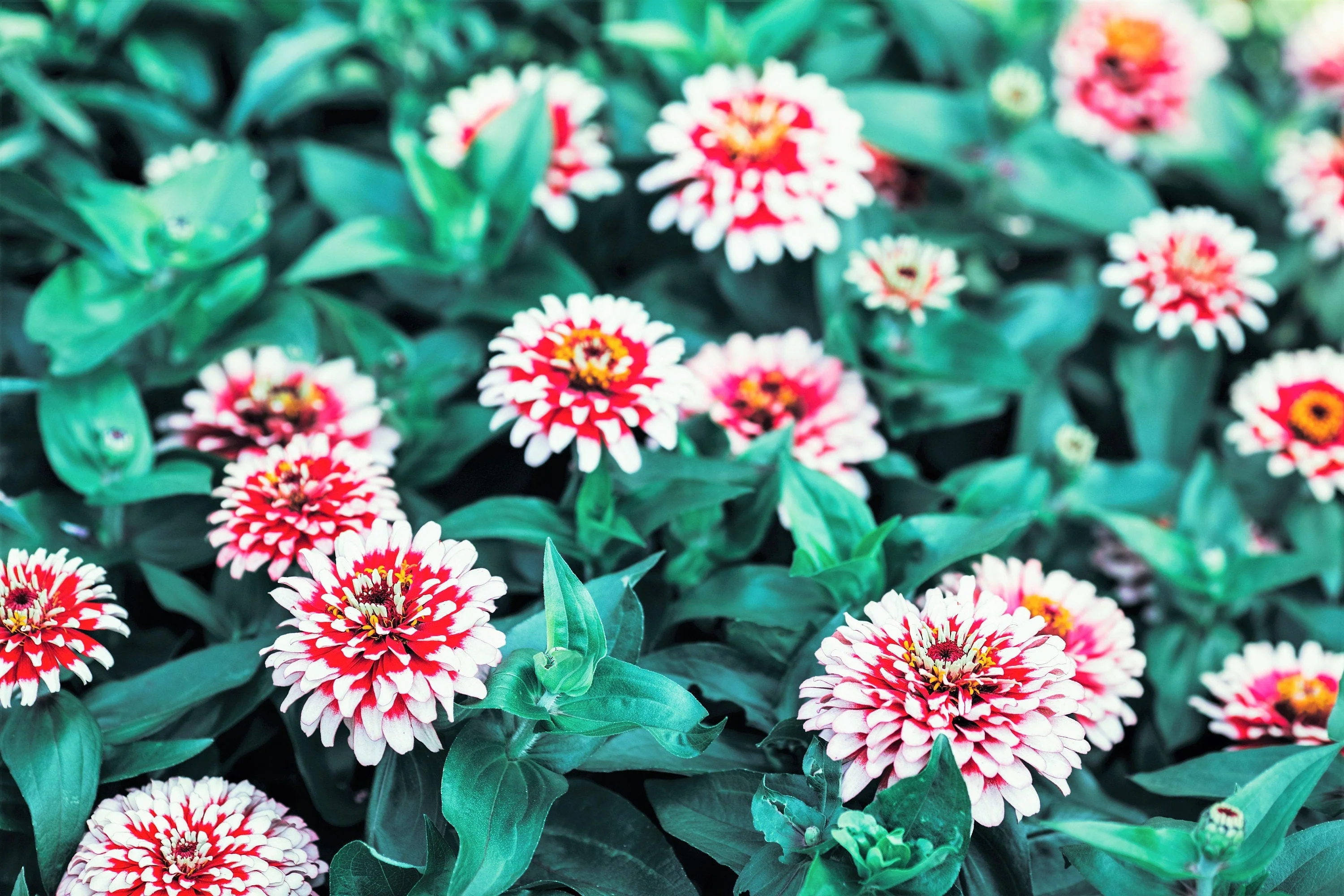 100 ICE QUEEN ZINNIA Elegans Bicolor Double Pink Red White Flower Seeds - Image 4