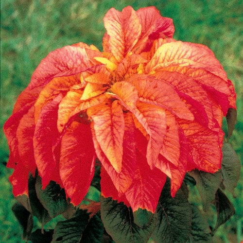 100 ILLUMINATION AMARANTHUS Tricolor ( Summer Poinsettia / Vegetable Amaranth ) Flower Seeds - Image 2