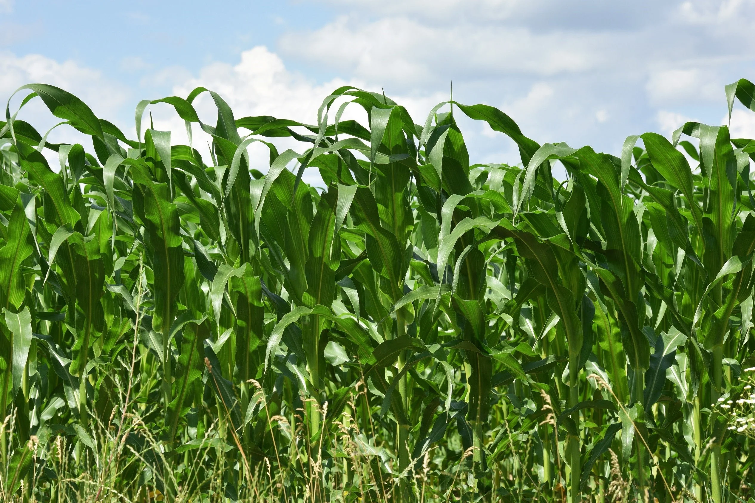 100 IOCHIEF Yellow SWEET CORN Aas Winner Zea Mays Vegetable Seeds - Image 6