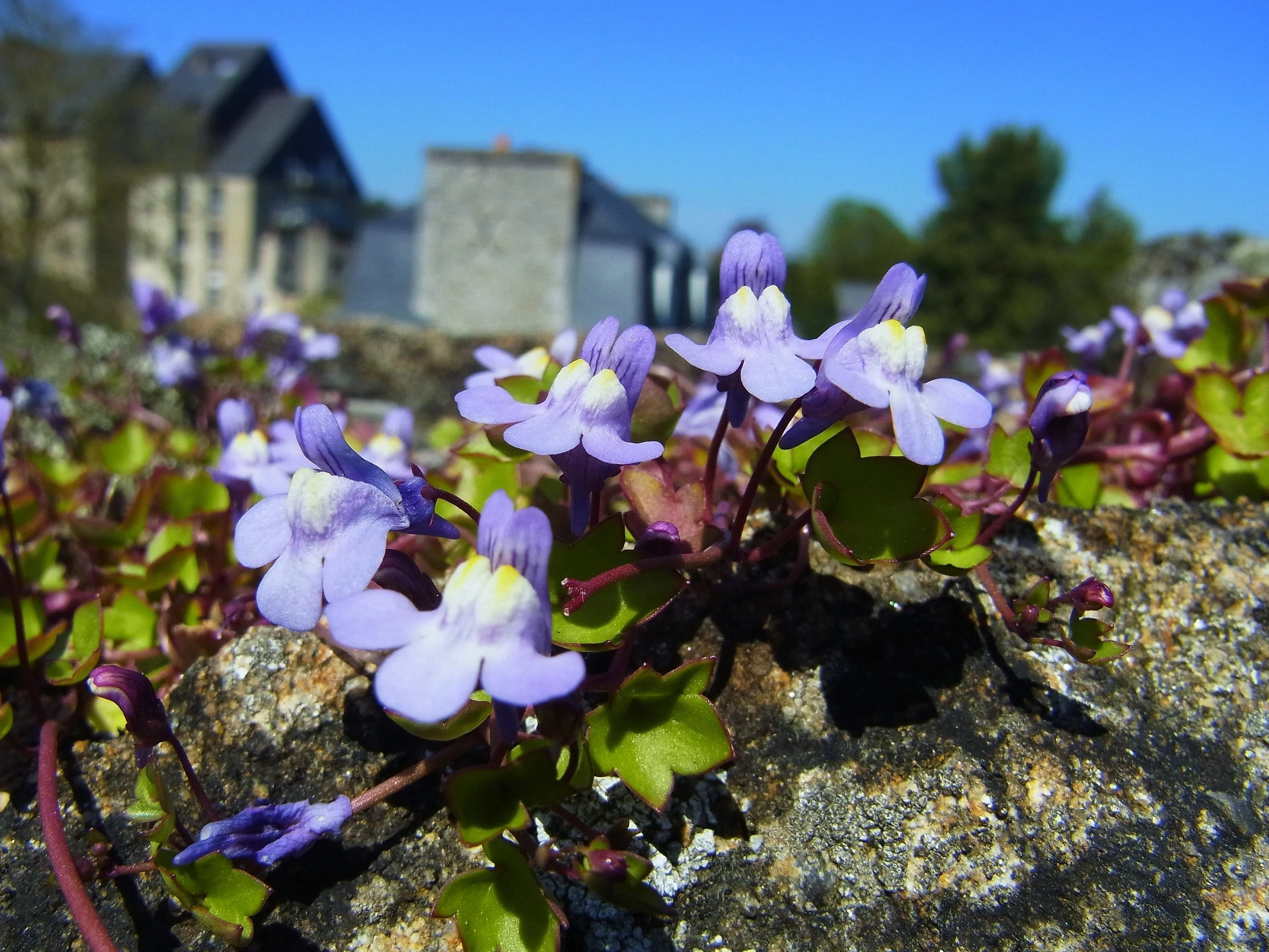 100 KENILWORTH IVY (Ivy-Leaved Toadflax) Cymbalaria Muralis Vine Flower Seeds - Image 14