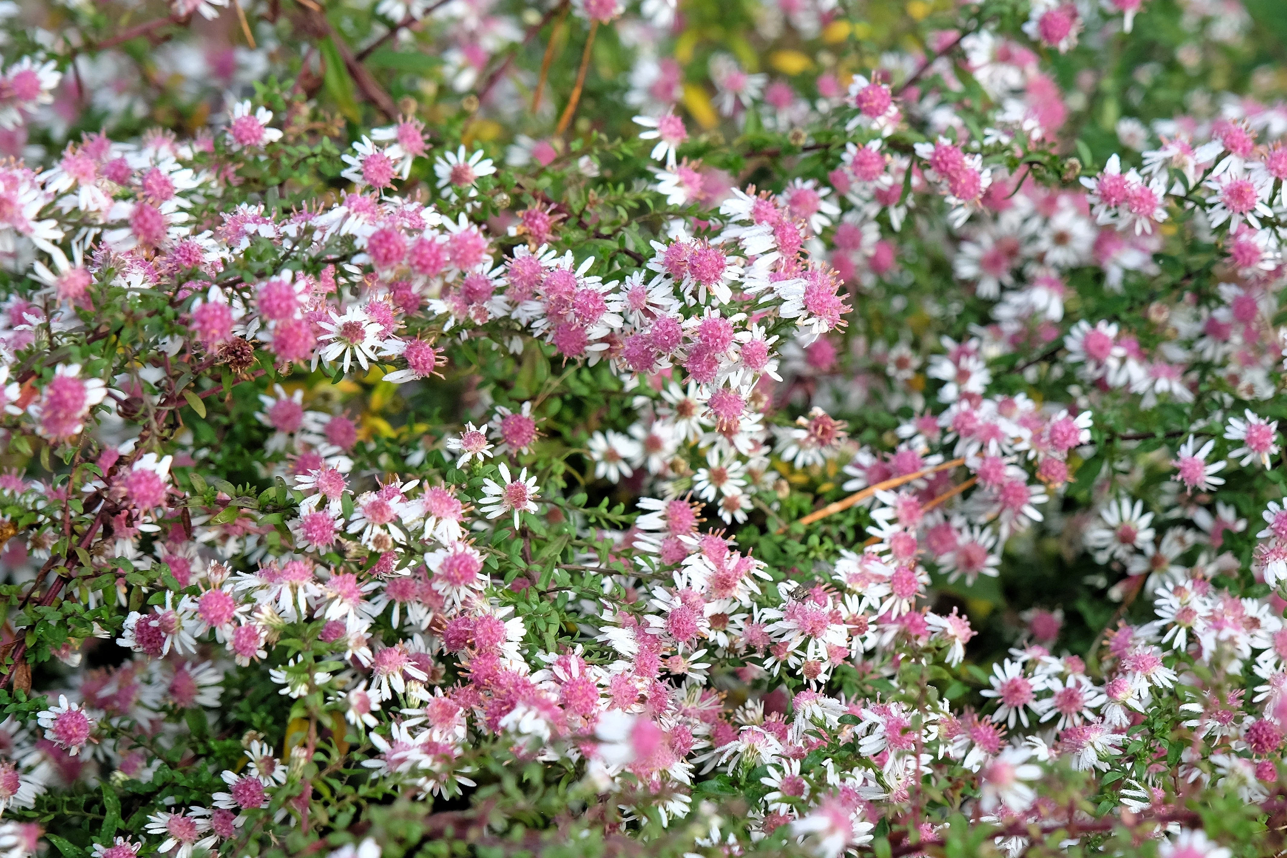 100 LADY In BLACK Calico ASTER Aster Lateriflorus Flower Seeds - Image 10