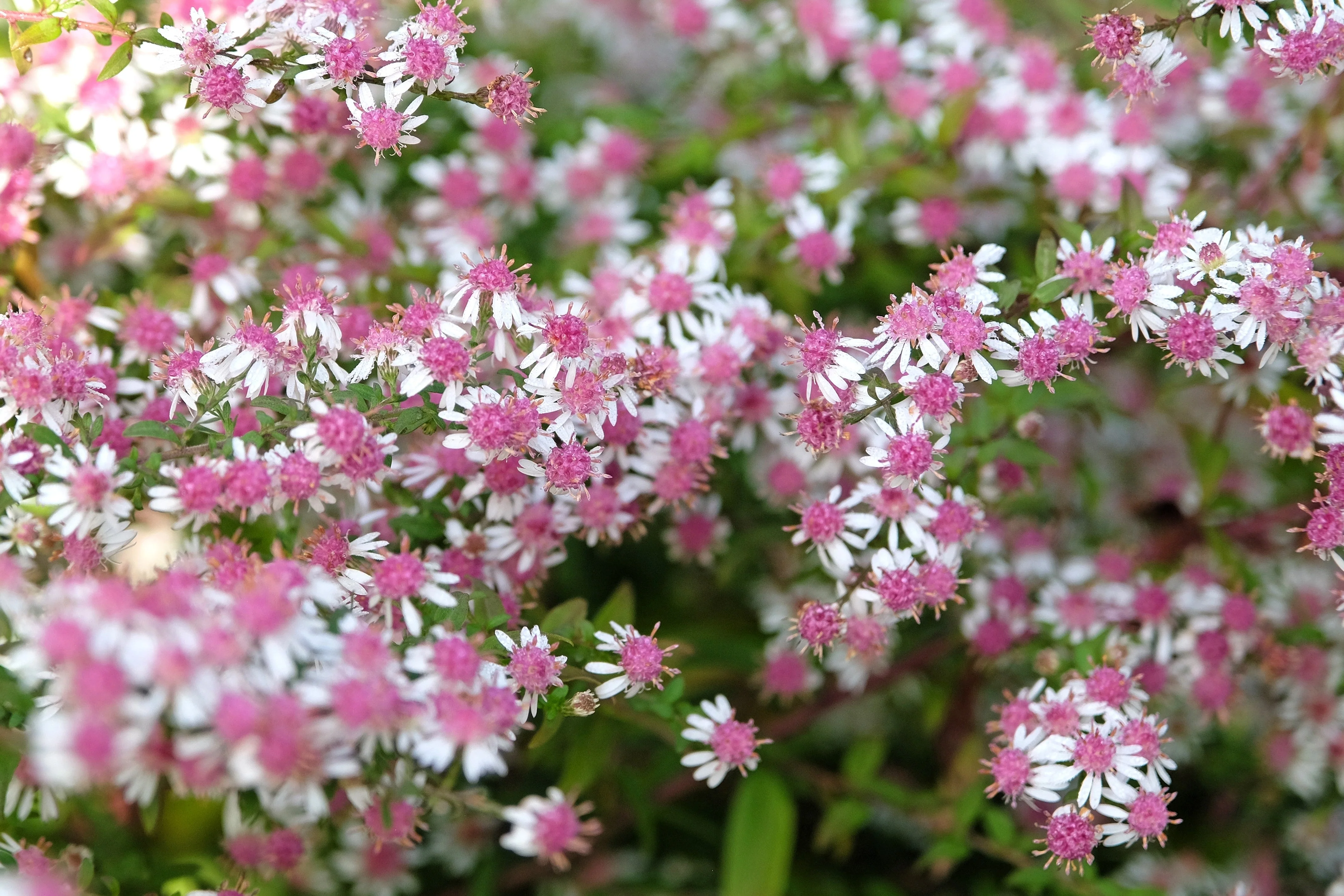 100 LADY In BLACK Calico ASTER Aster Lateriflorus Flower Seeds - Image 7
