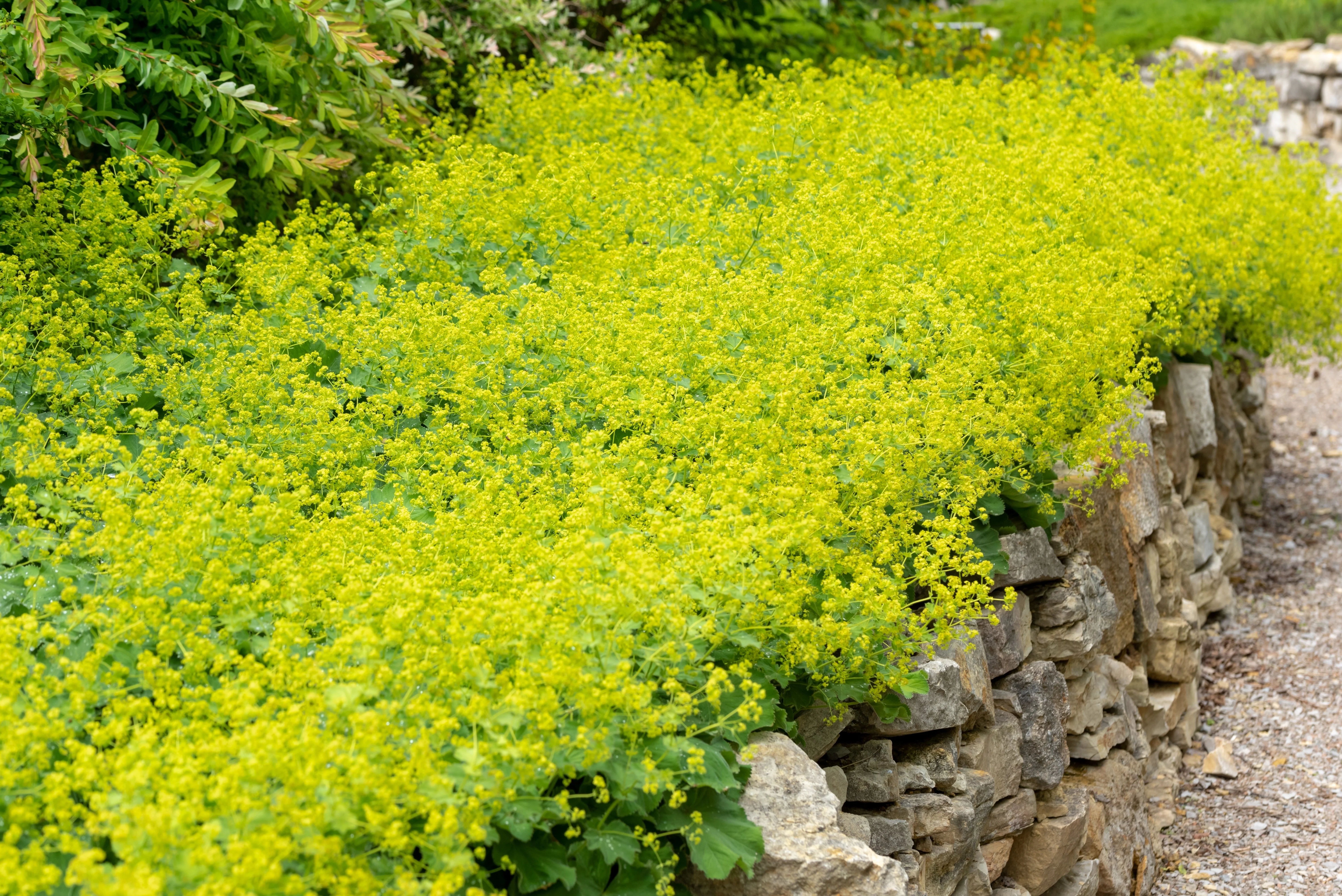 100 LADYS MANTLE Alchemilla Mollis Flower Seeds - Image 3