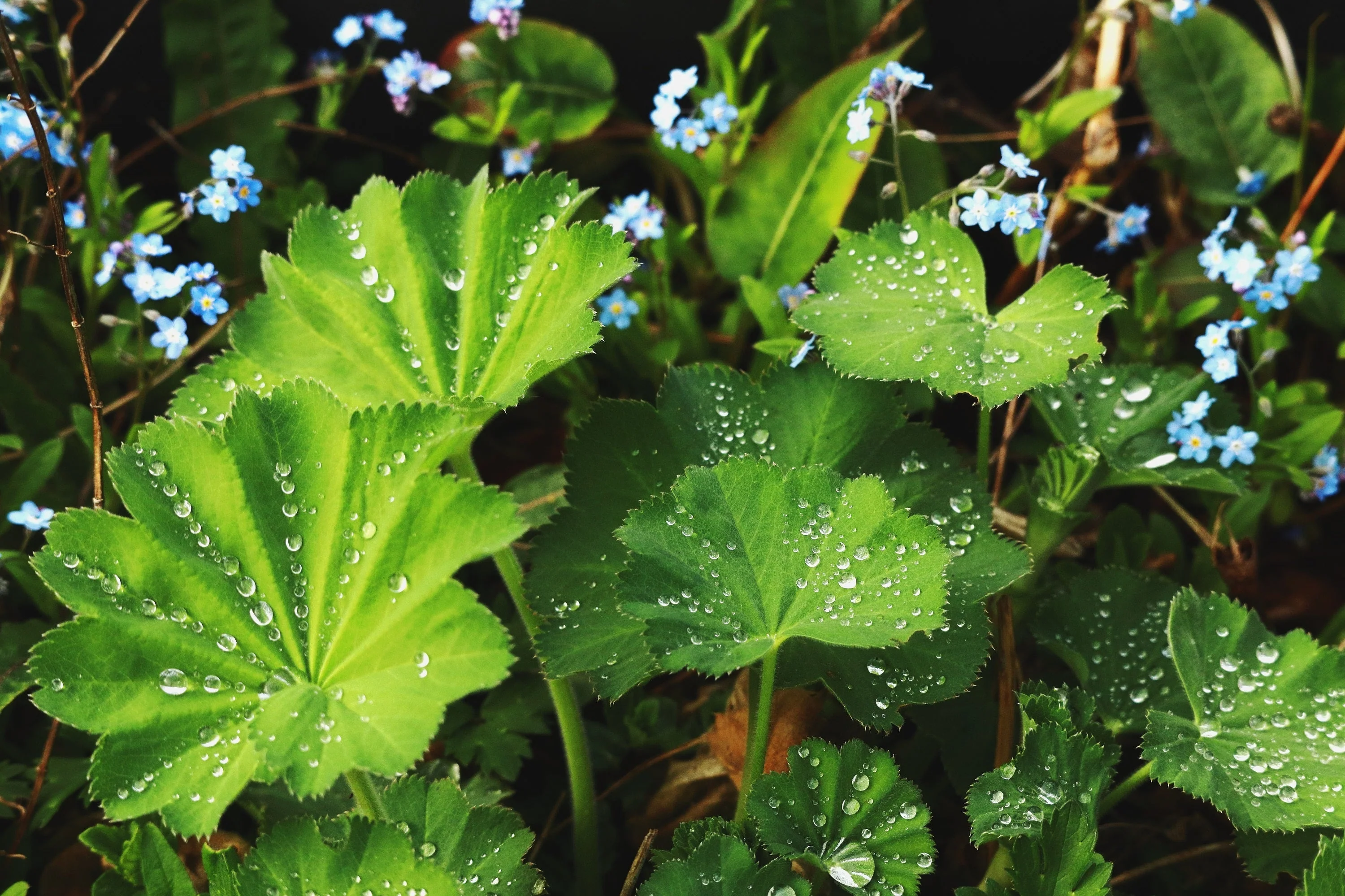 100 LADYS MANTLE Alchemilla Mollis Flower Seeds - Image 4