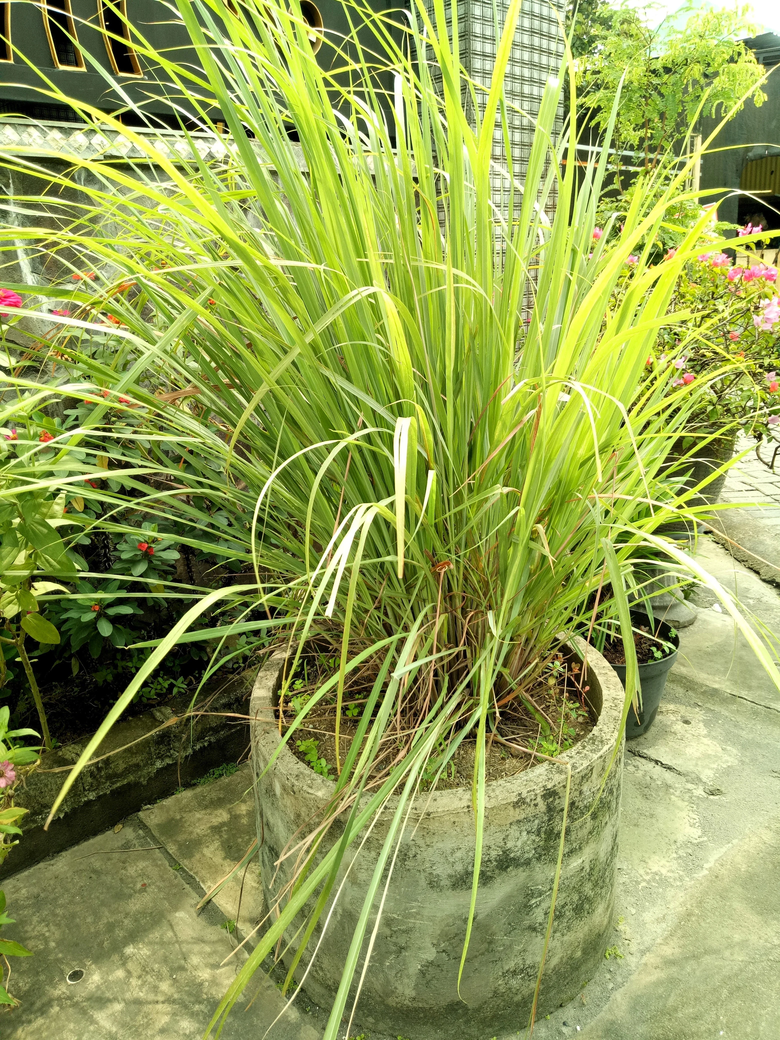 100 LEMONGRASS East Indian Lemon Grass Fragrant Ornamental Edible Cymbopogon Flexuosus Seeds - Image 4