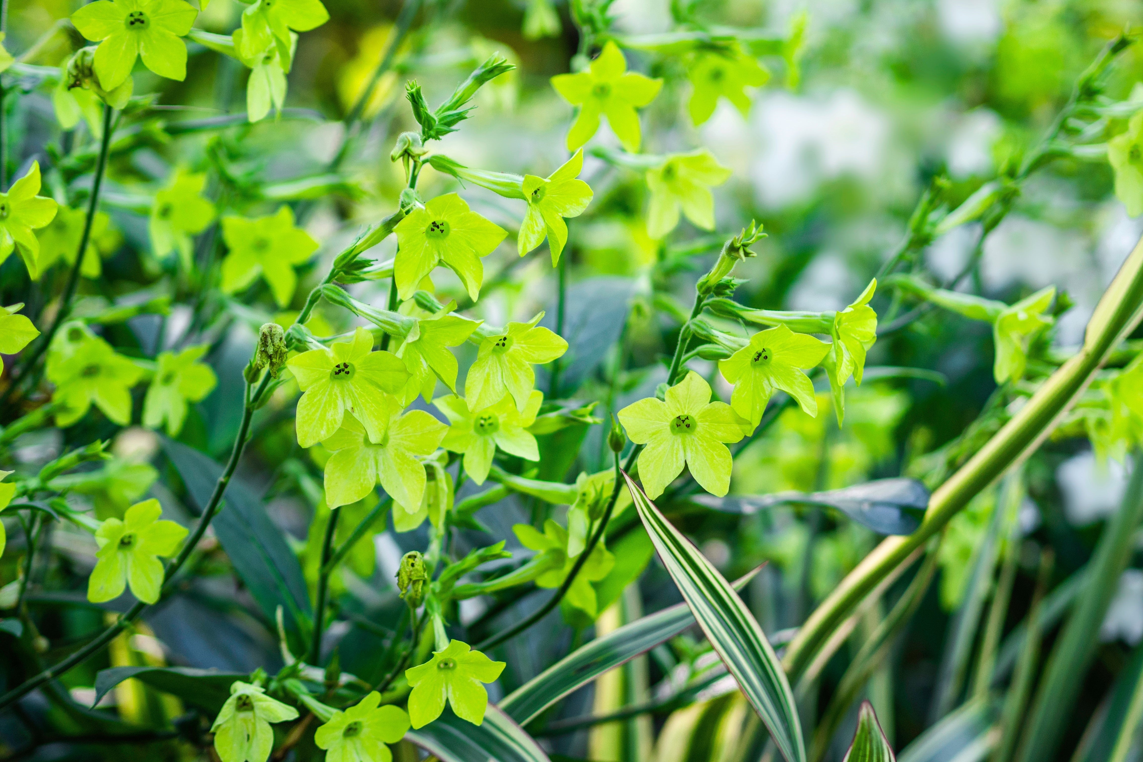 100 LIME GREEN NICOTIANA Alata Flowering Tobacco Seeds - Image 7