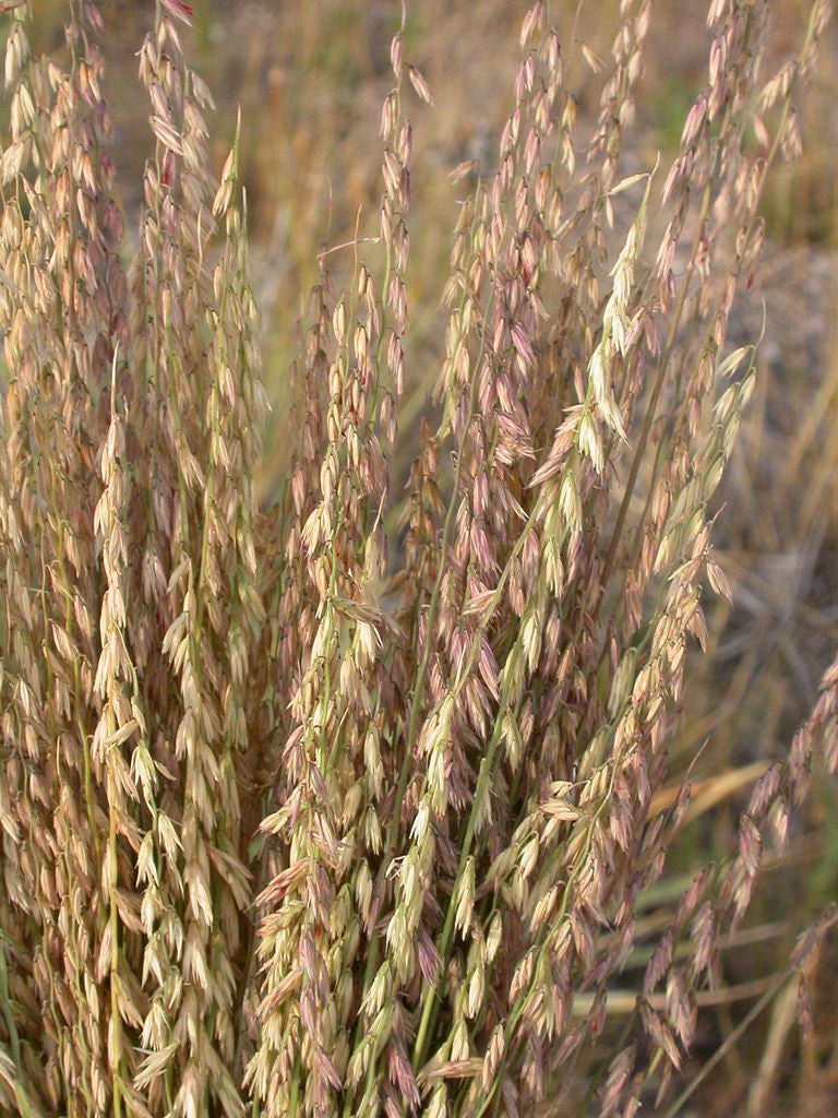 100 MESQUITE / SIDEOATS GRASS Ornamental Bouteloua Curtipendula Seeds - Image 2