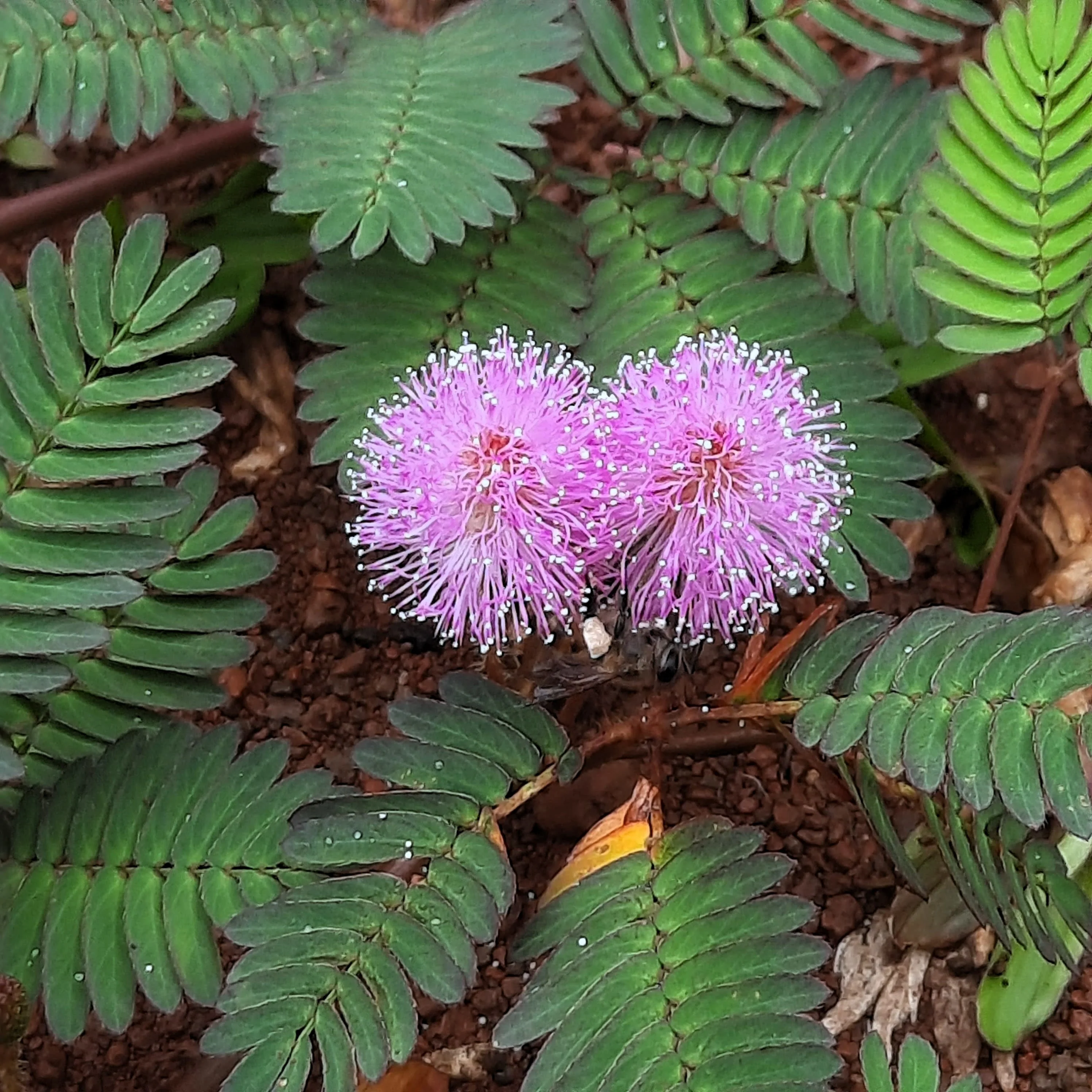100 MIMOSA Pudica / SENSITIVE PLANT / Touch Me Not Flower Seeds - Image 10