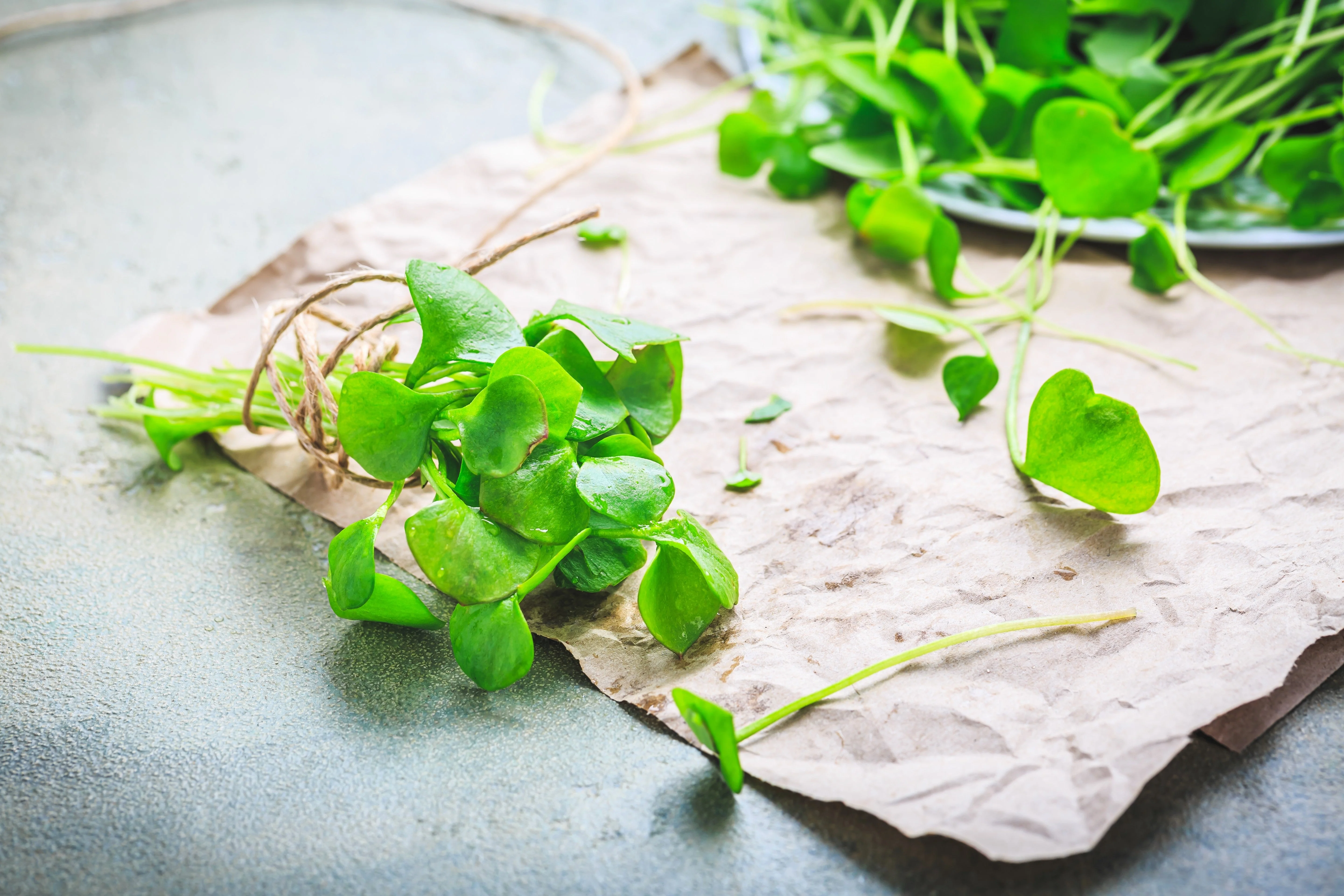 100 MINER'S LETTUCE Winter Purslane Spinach Claytonia Perfoliata Vegetable Seeds - Image 9
