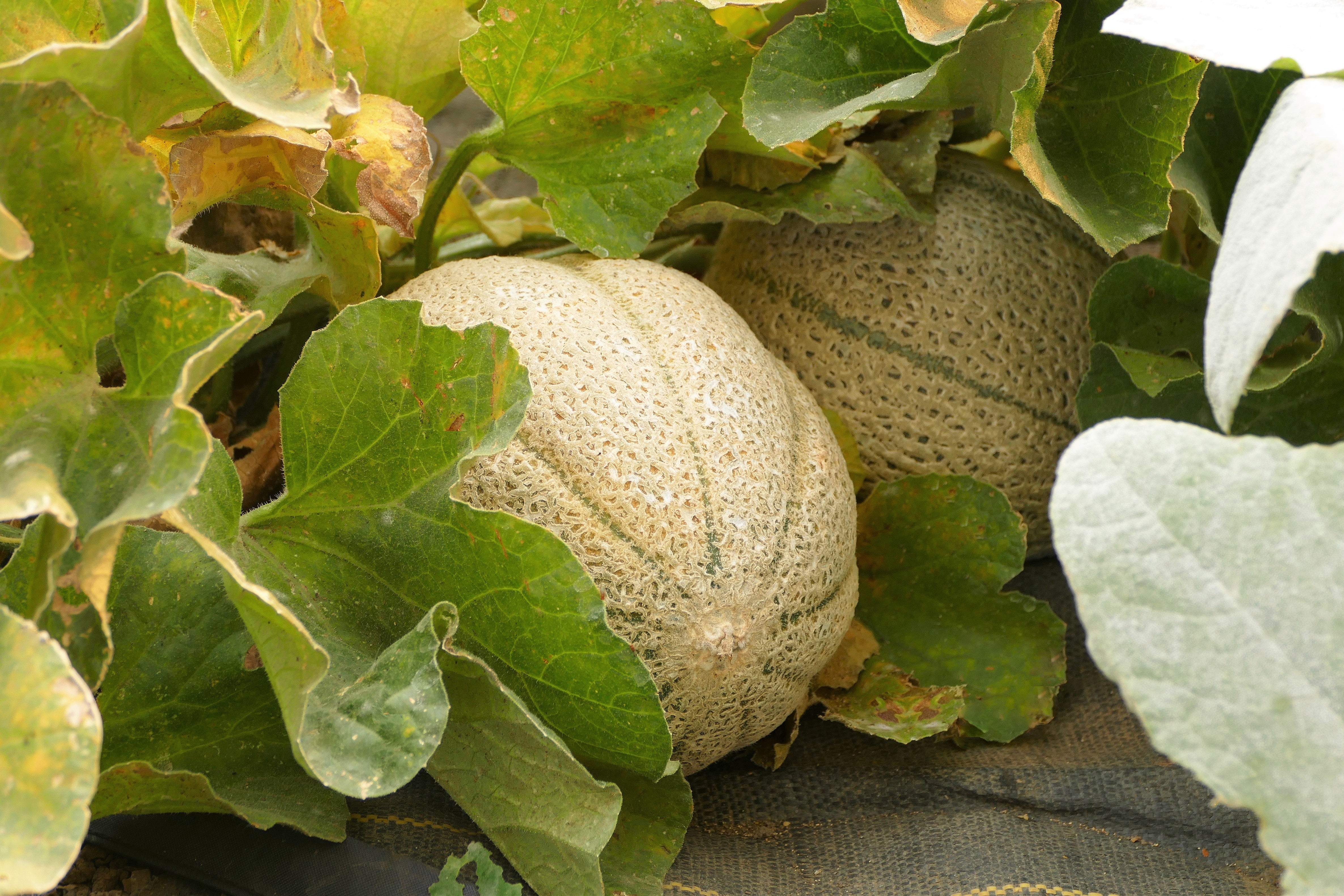 100 Minnesota MIDGET CANTALOUPE MELON Cucumis Melo Reticulatus Fruit Seeds - Image 2