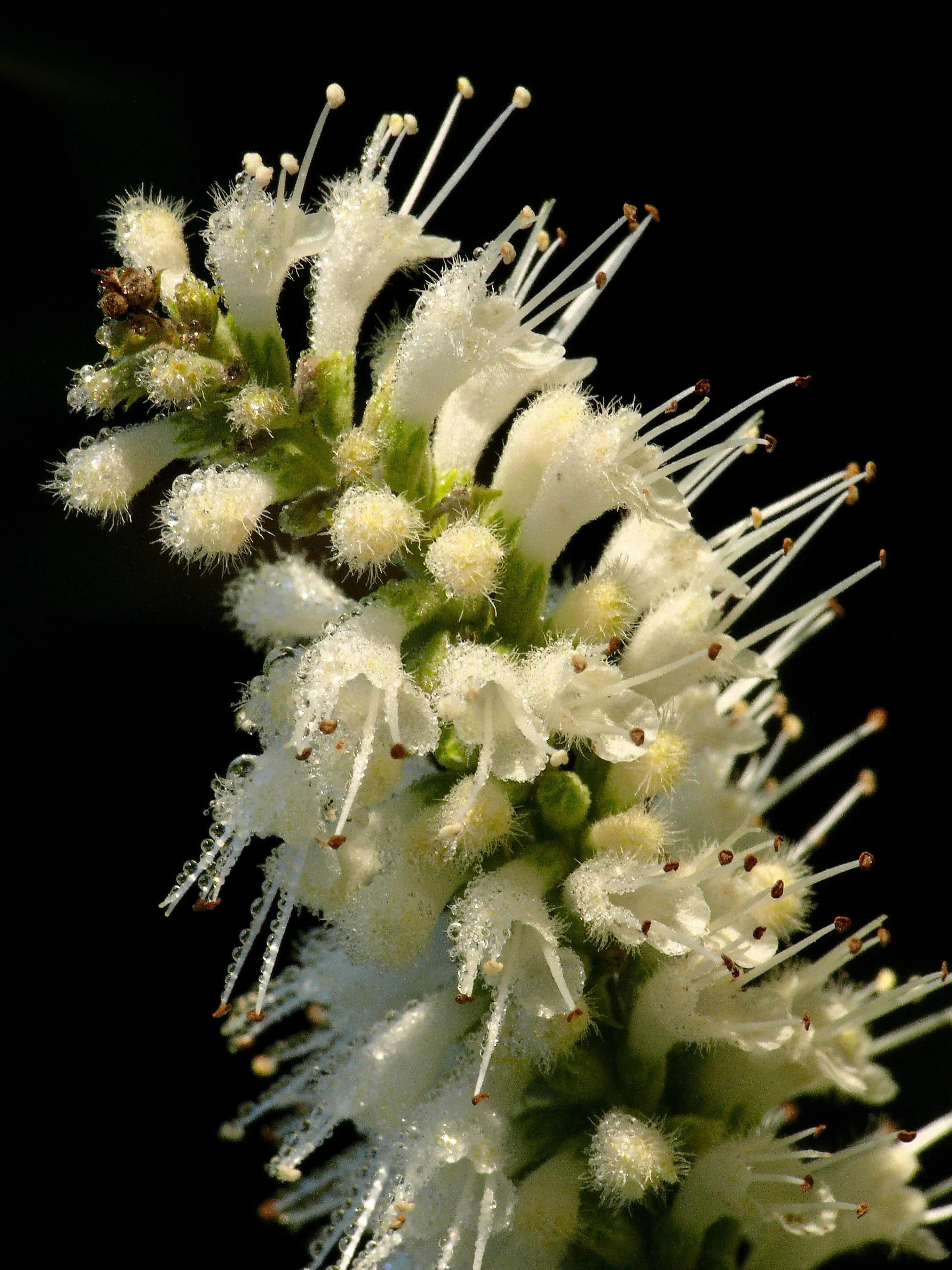 100 MINT BUSH White Elsholtzia Stauntonii Alba Chinese Mint Fragrant Shrub Seeds - Image 3