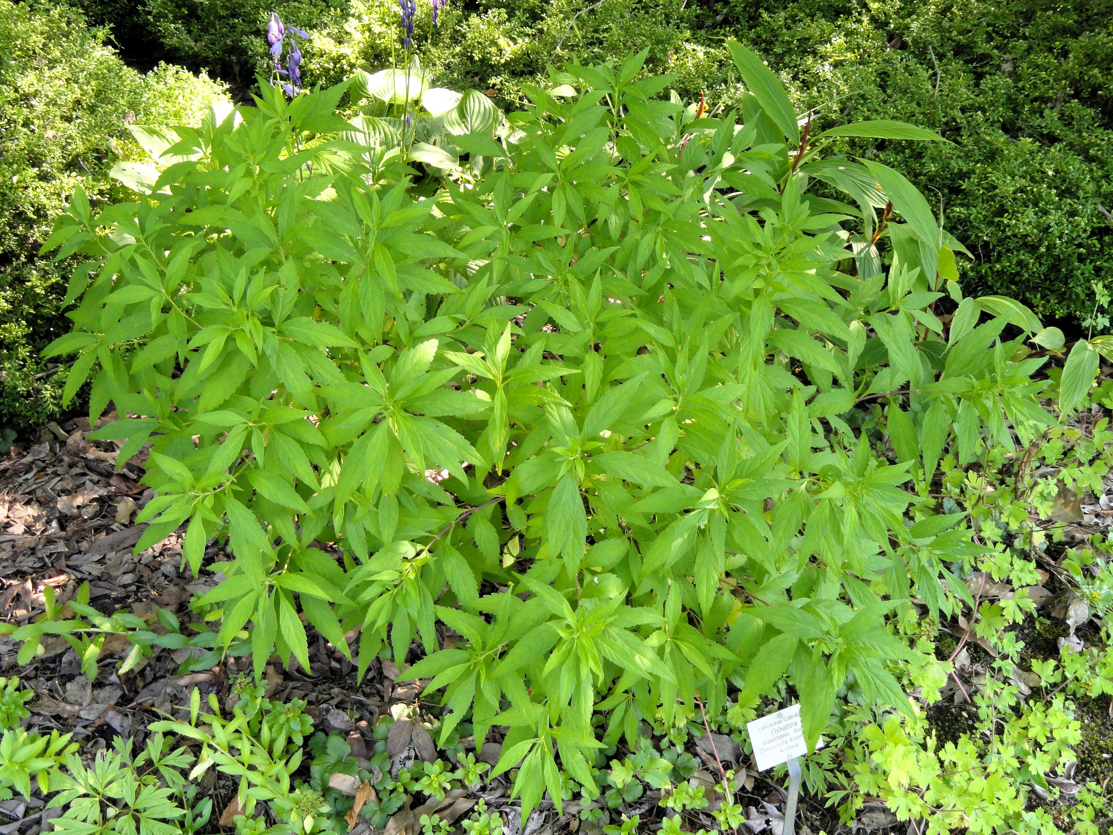 100 MINT BUSH White Elsholtzia Stauntonii Alba Chinese Mint Fragrant Shrub Seeds - Image 4