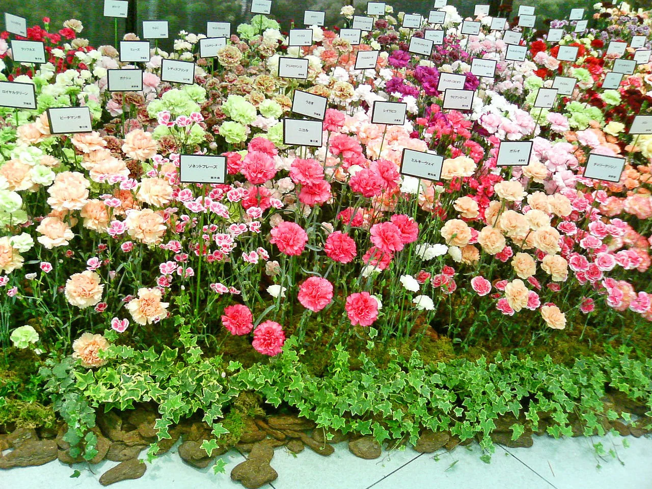 100 Mixed CARNATION / DOUBLE DIANTHUS Chinensis Flower Seeds - Image 6