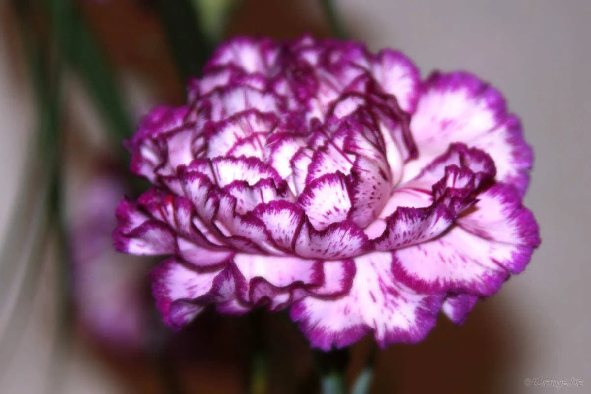 100 Mixed CARNATION / DOUBLE DIANTHUS Chinensis Flower Seeds - Image 7