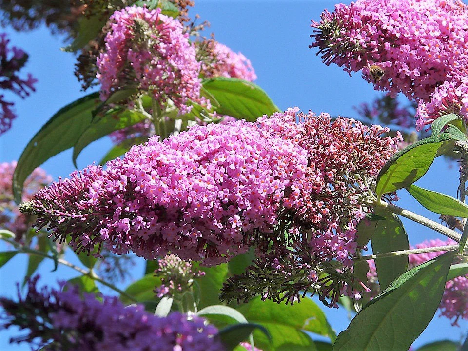 100 MIXED Colors BUTTERFLY BUSH Buddleja Davidii Flower Shrub Seeds - Image 5