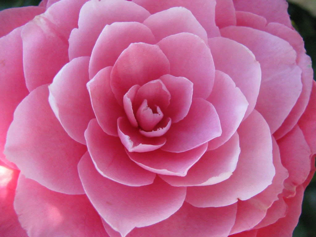 100 Mixed Colors DOUBLE CAMELLIA IMPATIENS (Balsam / Lady Slipper / Touch Me Not) Impatiens Balsamina Flower Seeds - Image 3