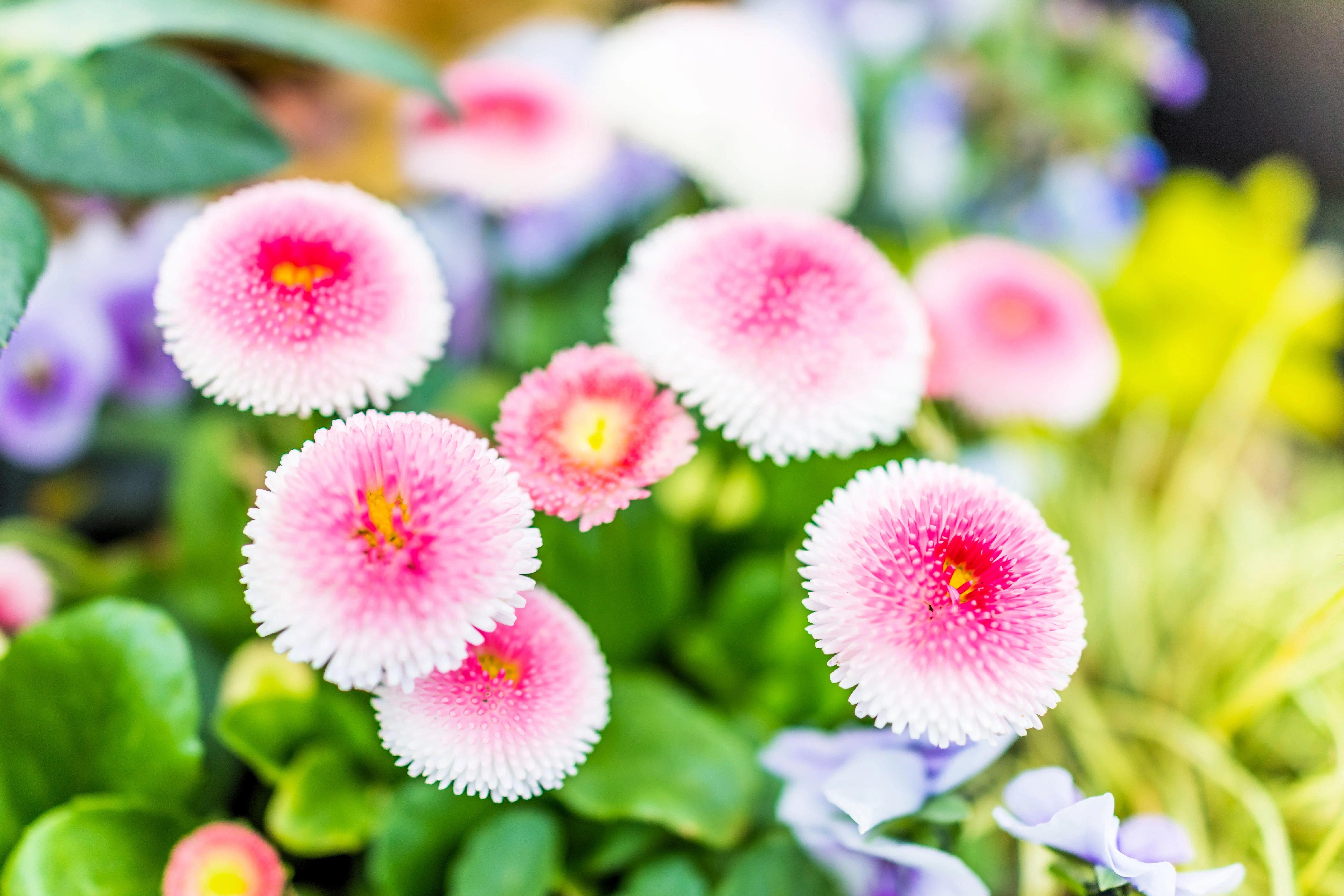 100 MIXED Colors ENGLISH DAISY Bellis Perennis Flower Seeds - Image 10