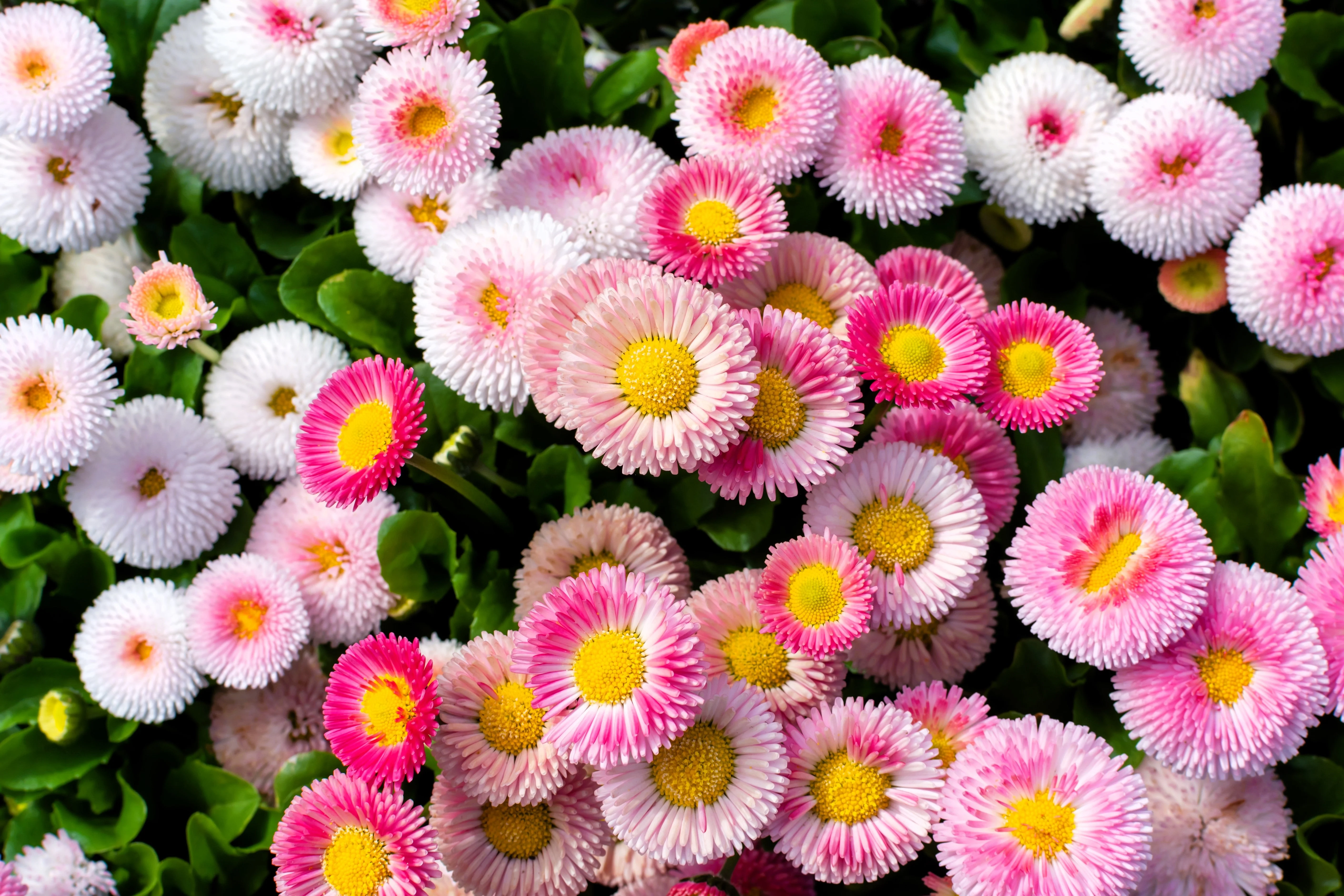 100 MIXED Colors ENGLISH DAISY Bellis Perennis Flower Seeds - Image 3
