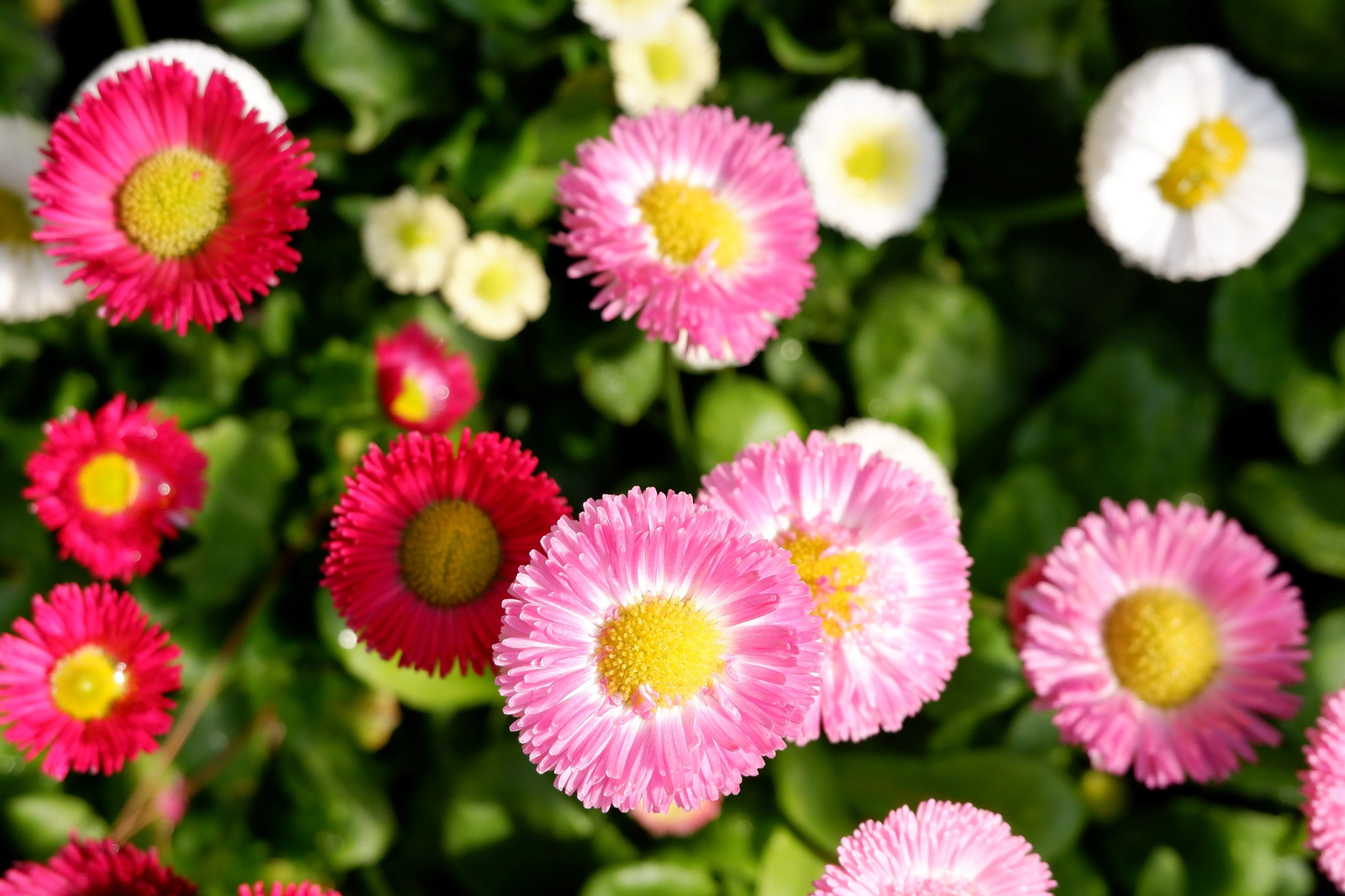 100 MIXED Colors ENGLISH DAISY Bellis Perennis Flower Seeds - Image 4