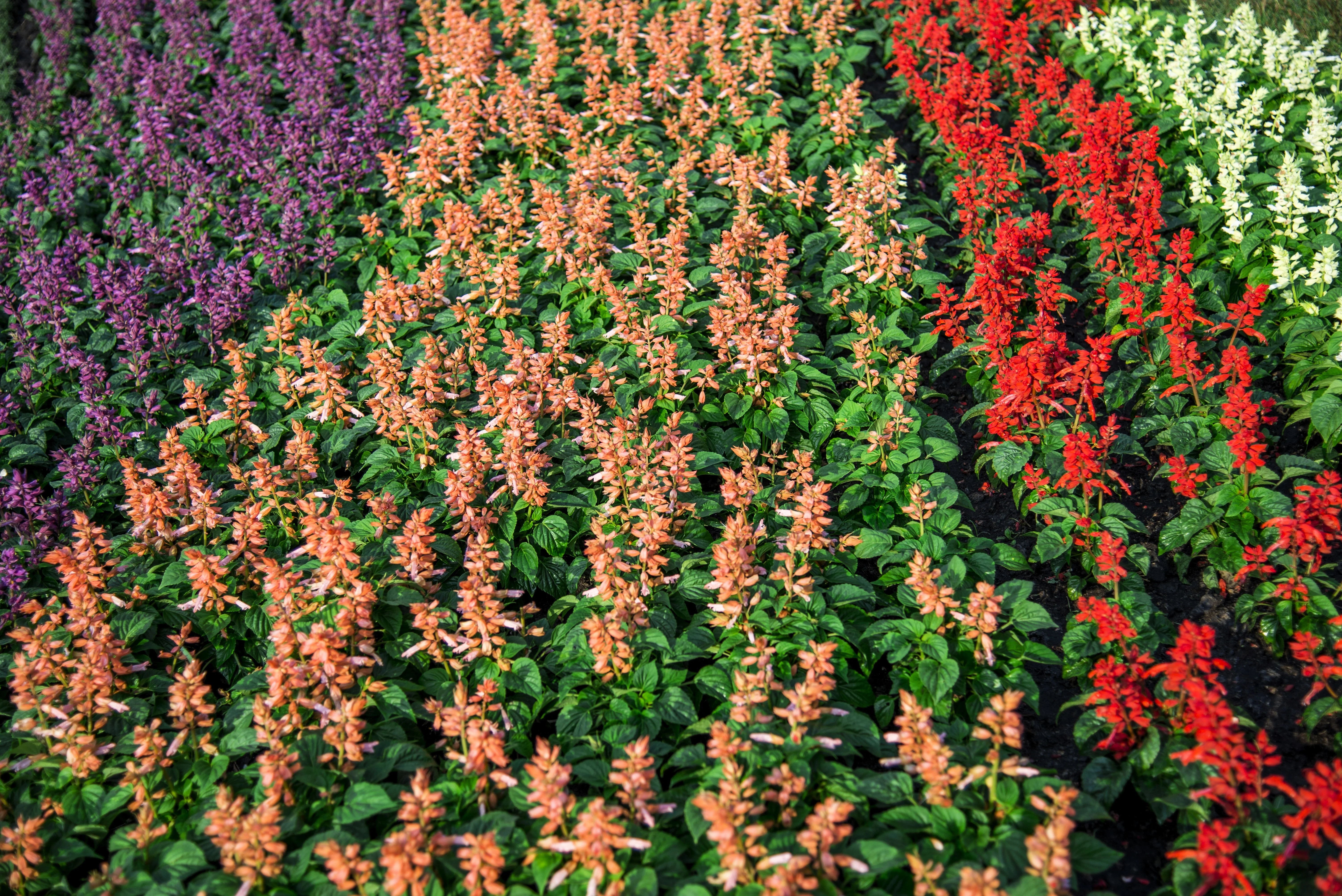 100 MIXED COLORS SALVIA Splendens Red Purple White Pink Sage Flower Seeds - Image 6