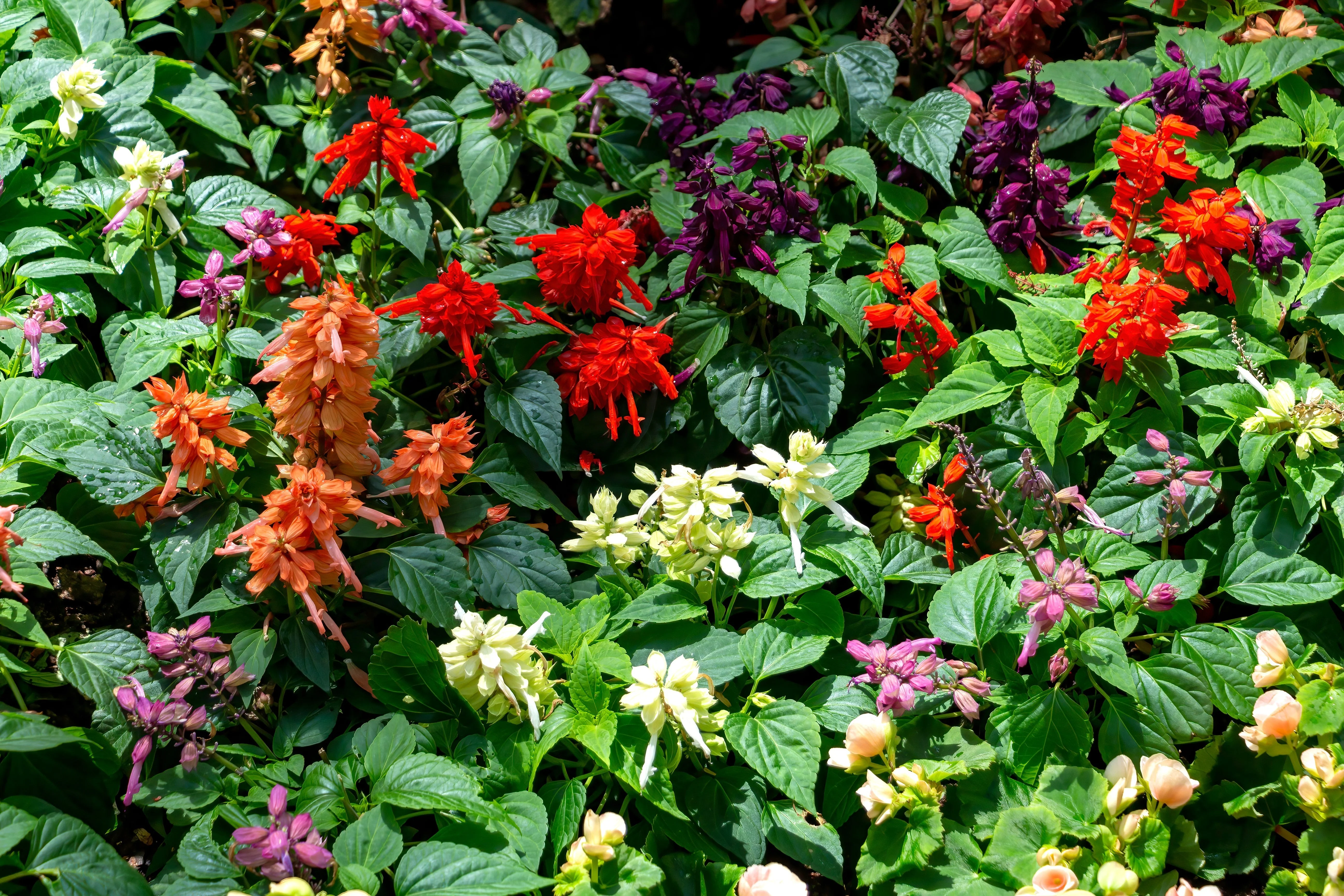 100 MIXED COLORS SALVIA Splendens Red Purple White Pink Sage Flower Seeds - Image 7