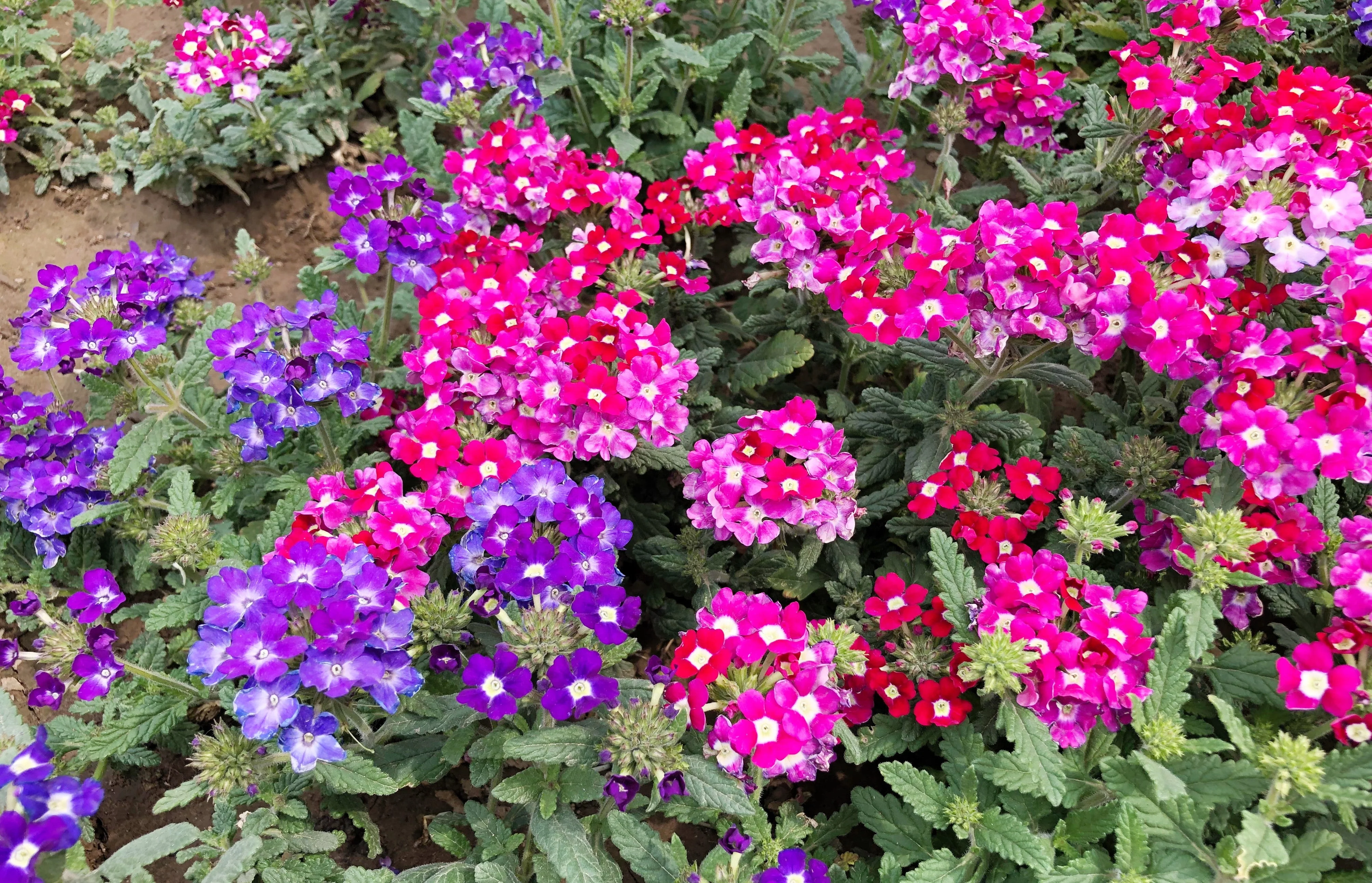 100 MIXED COLORS VERBENA Hybrida Compacta Flower Seeds - Image 3