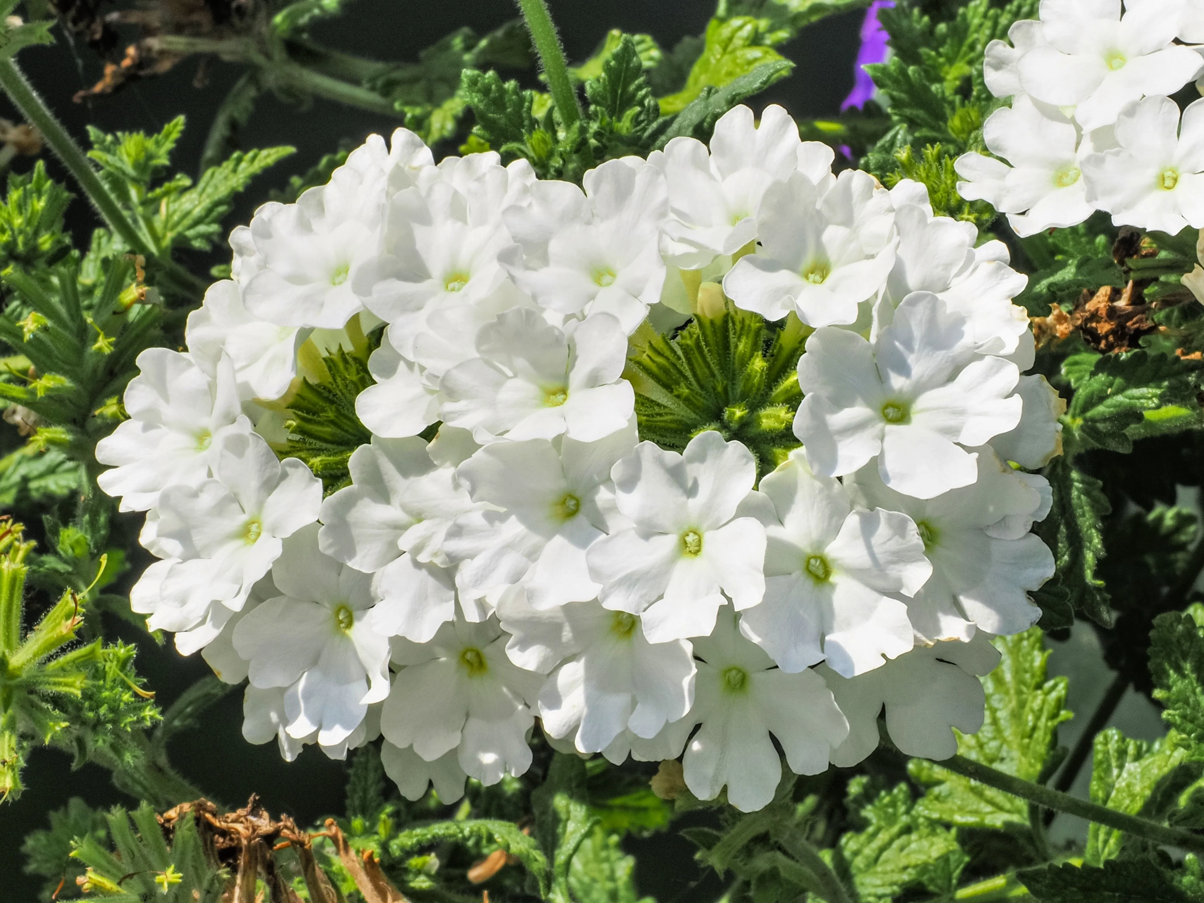 100 MIXED COLORS VERBENA Hybrida Compacta Flower Seeds - Image 6