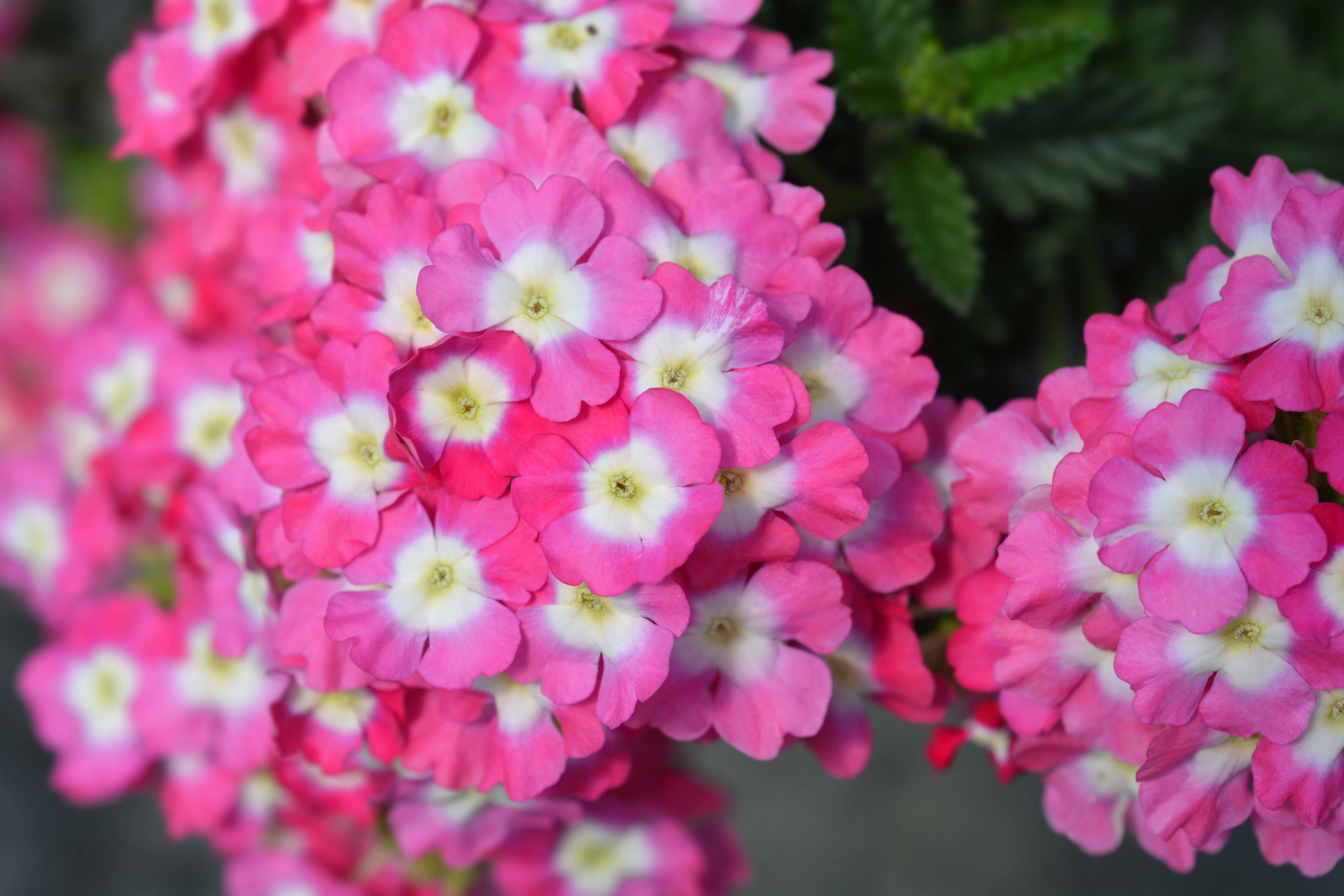 100 MIXED COLORS VERBENA Hybrida Compacta Flower Seeds - Image 8