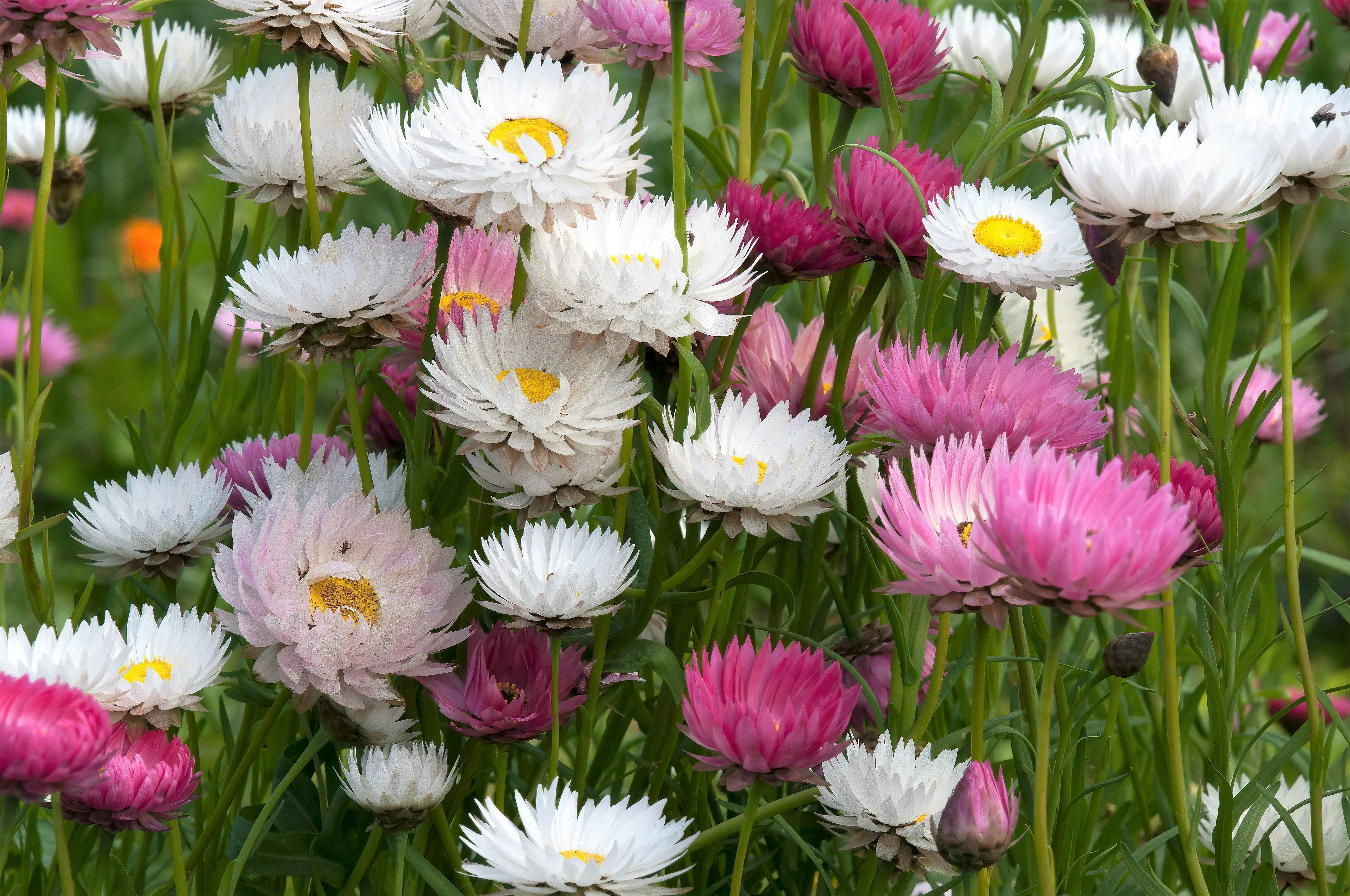 100 MIXED DOUBLE ACROCLINIUM Paper Daisy Helipterum Rhodanthe Flower Seeds - Image 3